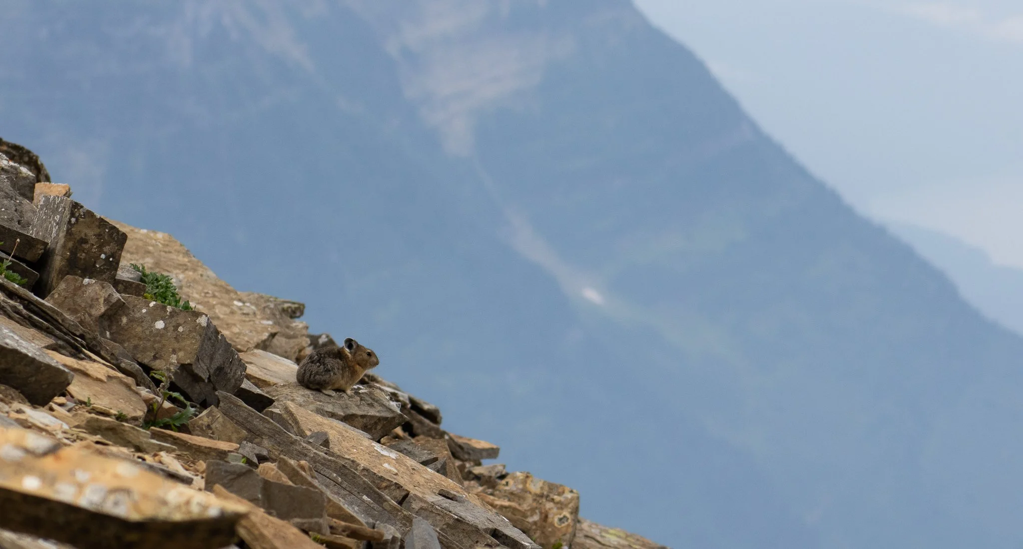Grinnell Pika.jpg