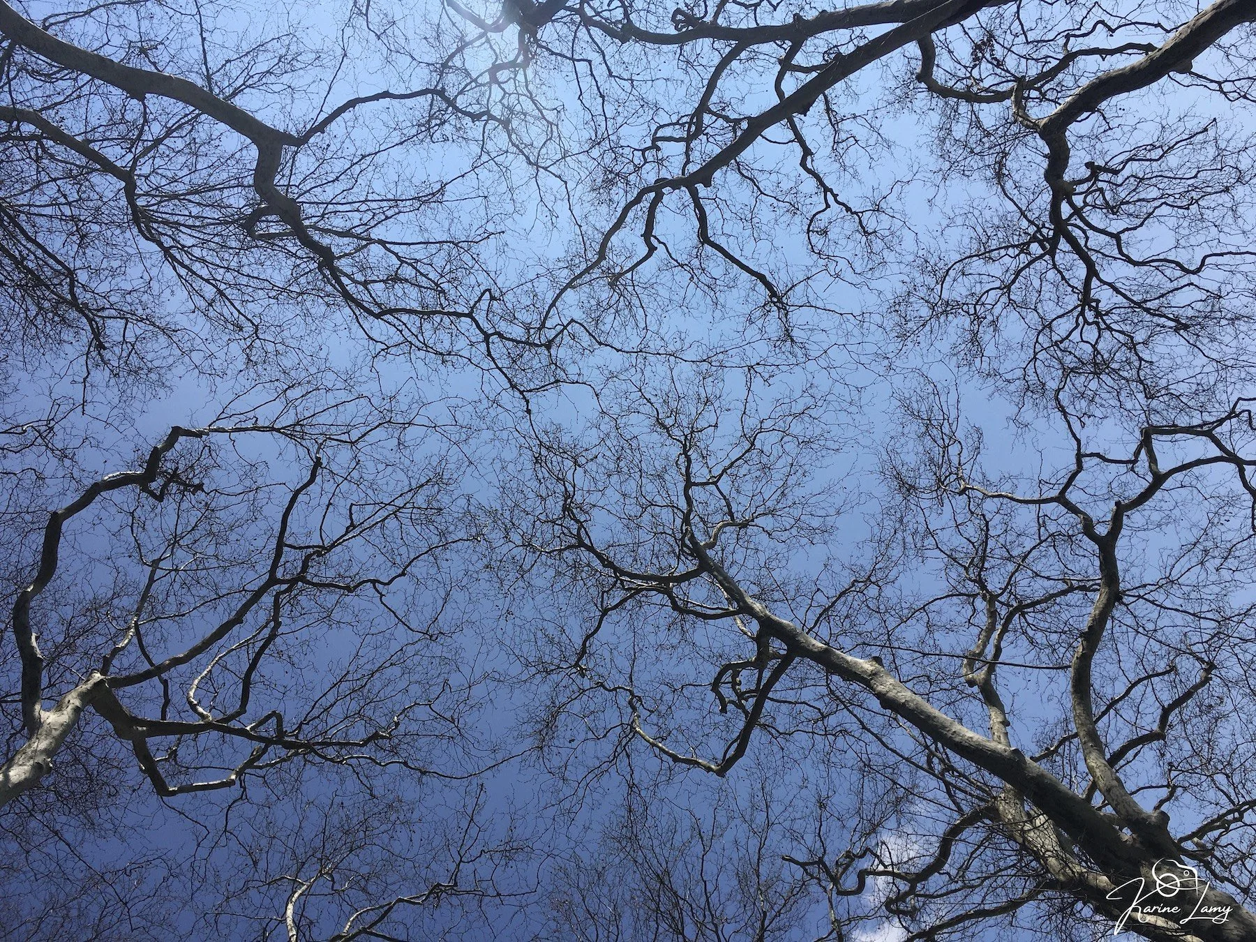 Arbres avenue Albigny Annecy France