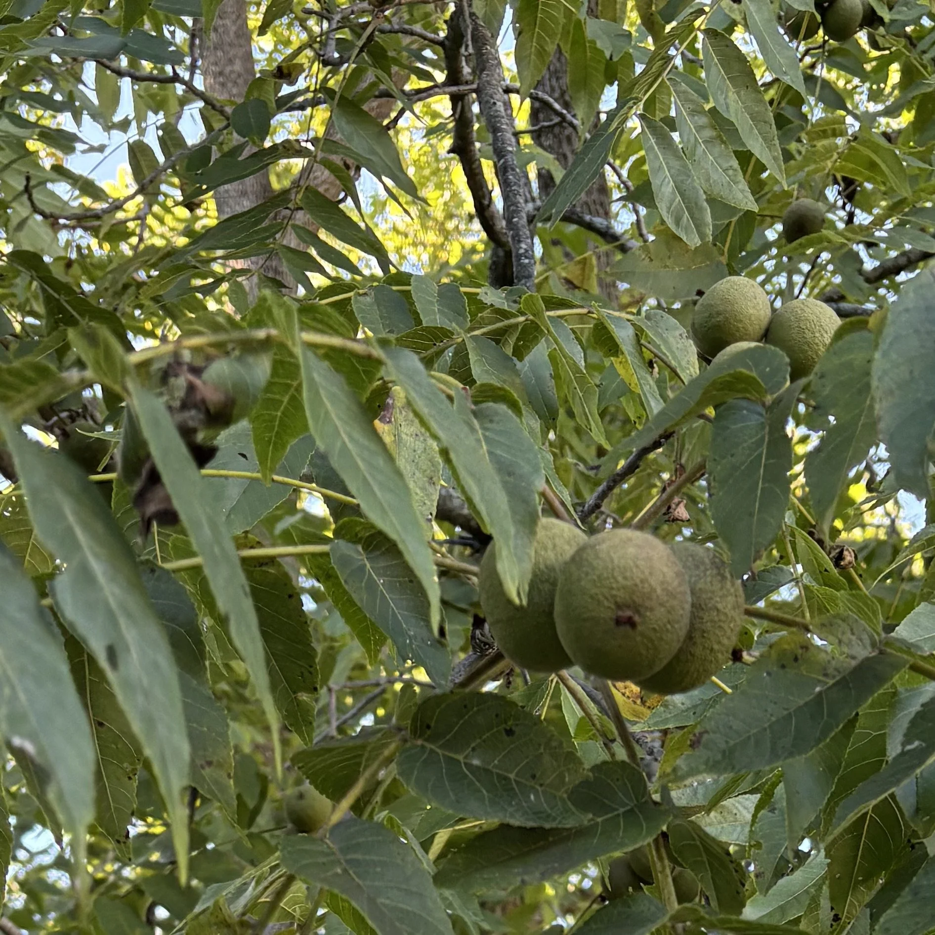 Quiet Anchors: Harvesting Black Walnuts in the Backyard with Family