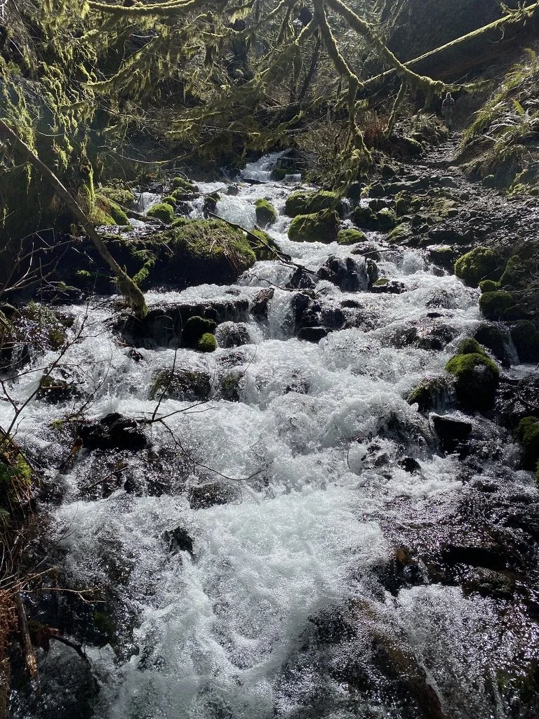 A rushing mountain stream flowing over moss-covered rocks in a forest with mossy trees overhead.