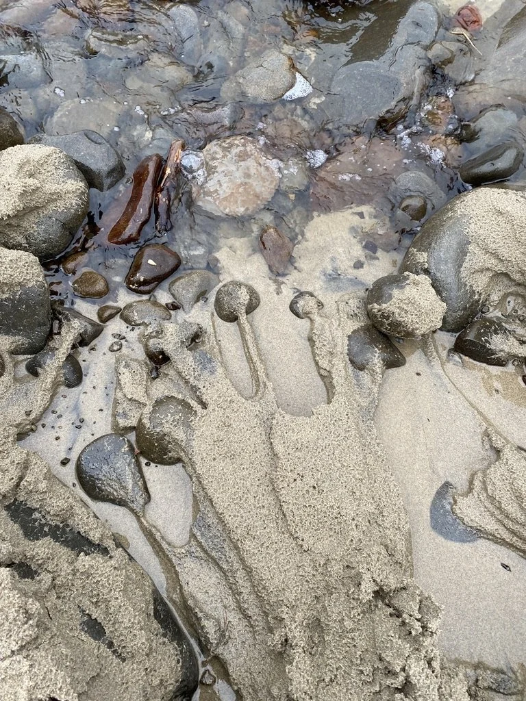 Shells, rocks, and sand on a beach with water.