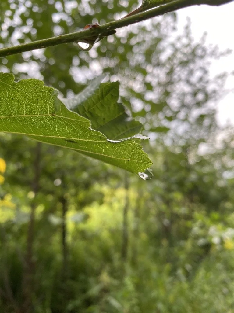 Close-up of a green leaf with a water droplet hanging from its tip, in a lush forest setting.