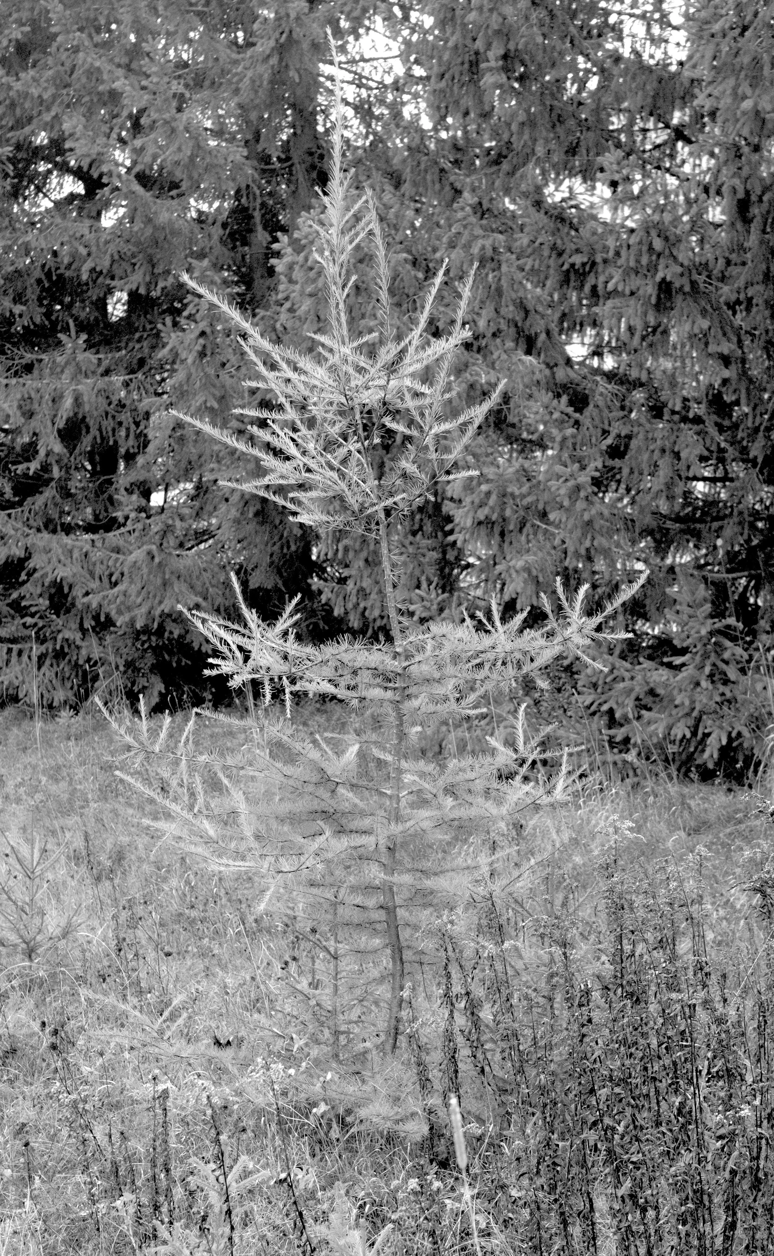 Arbre-ruines copie.jpg