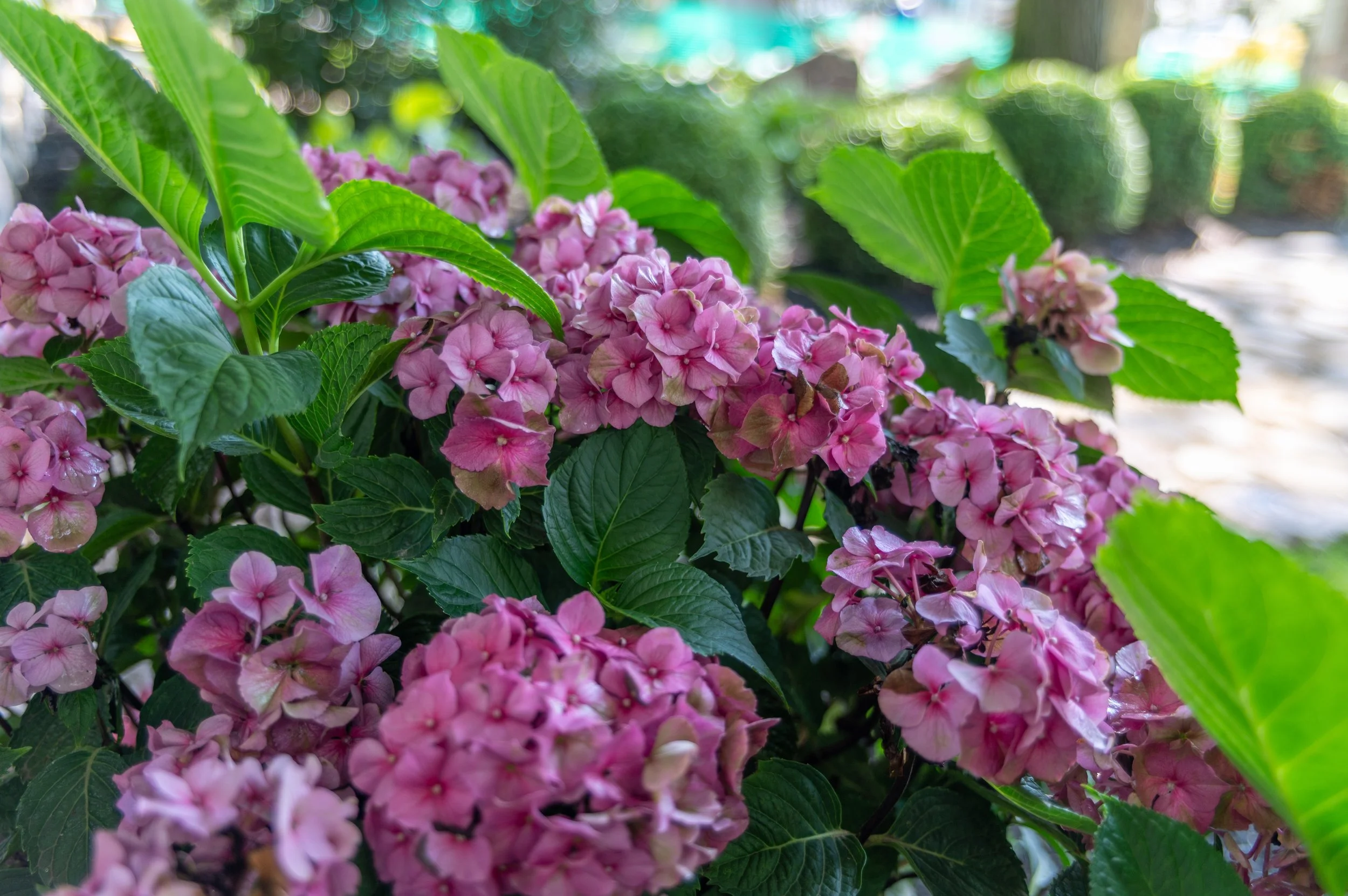 Pink hydrangea flowers with green leaves on a bush, with a blurred background of garden scene.