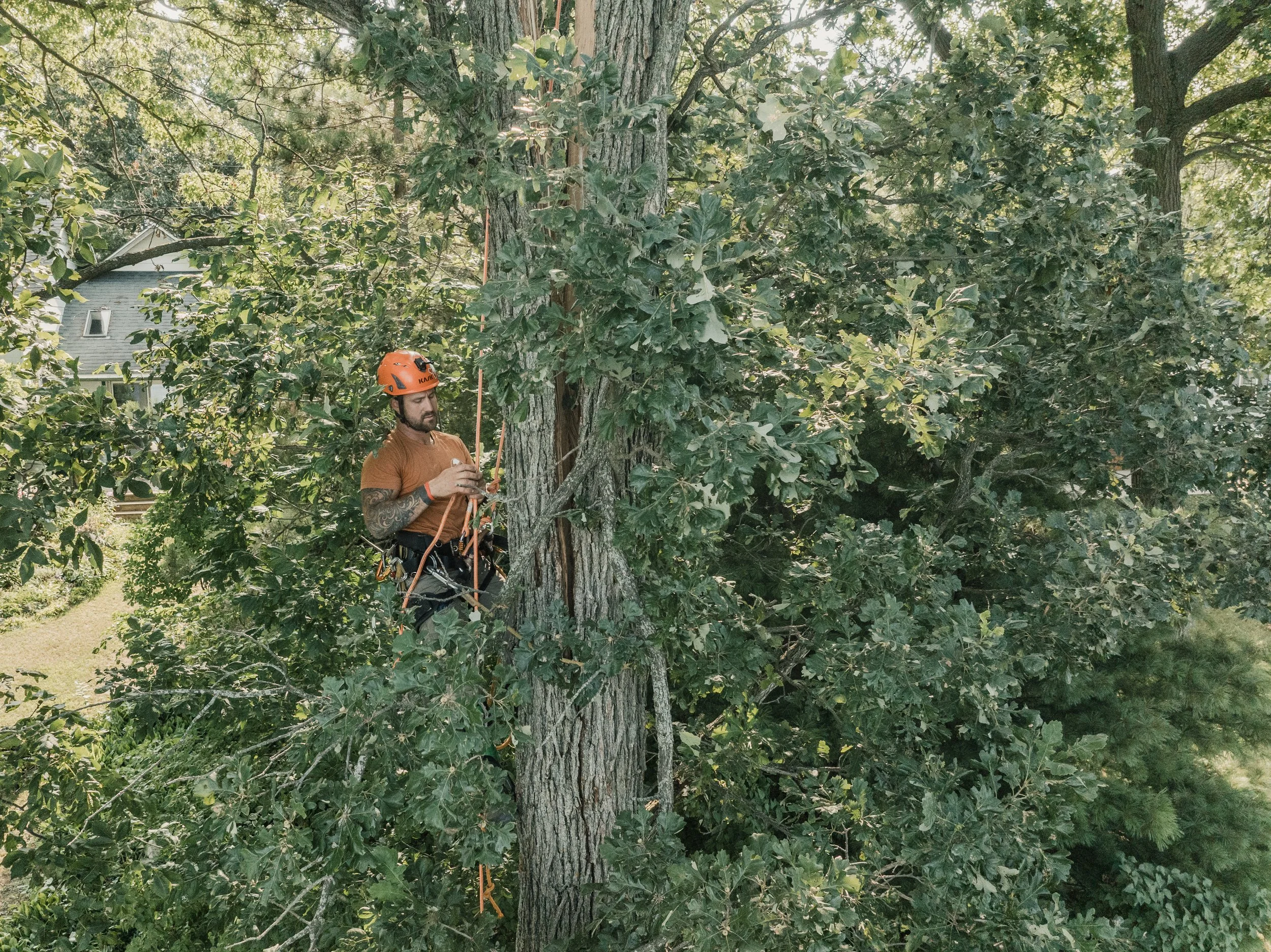 A man wearing an orange helmet and brown shirt is climbing or working on a large tree surrounded by dense green leaves and branches.