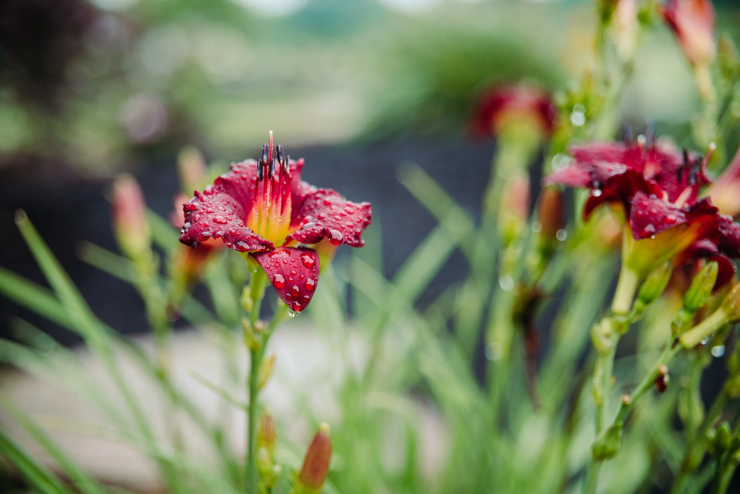 Close-up of a red lily flower with water droplets on the petals, surrounded by green foliage in a garden.
