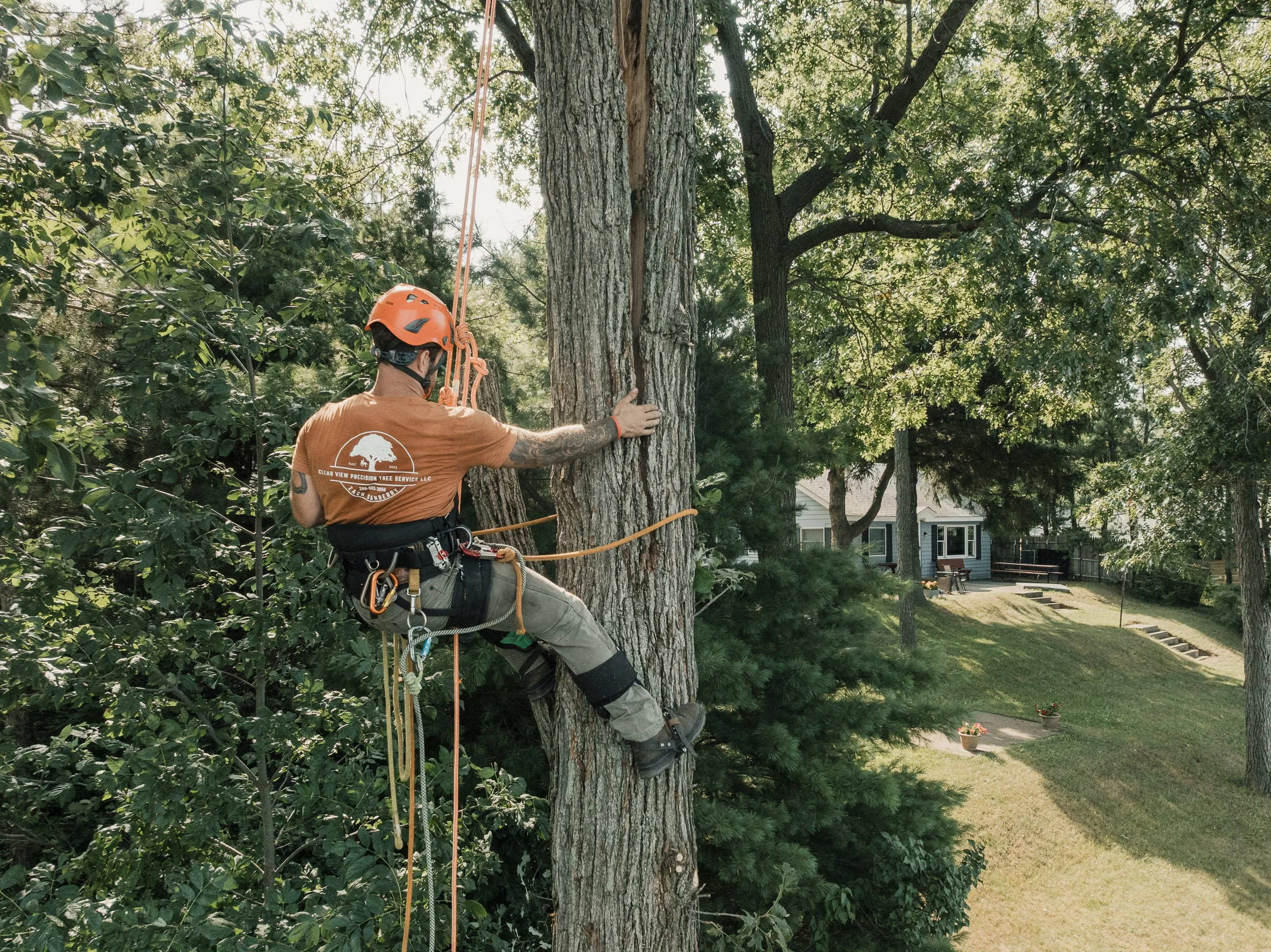 Tree worker wearing safety gear climbing and inspecting a large tree in a residential yard.