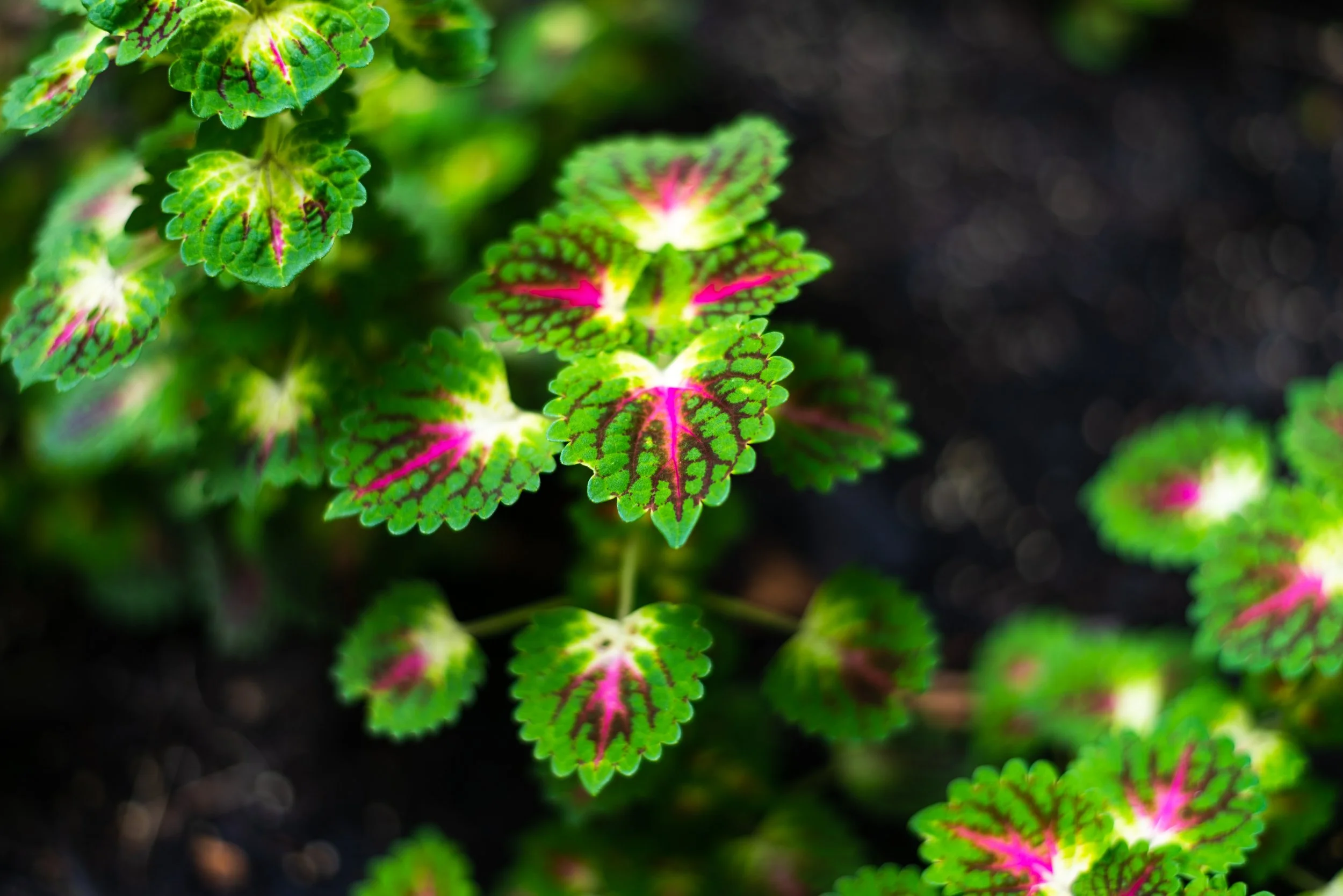 Close-up of vibrant green leaves with pink and darker green markings, growing on a plant in dark soil.