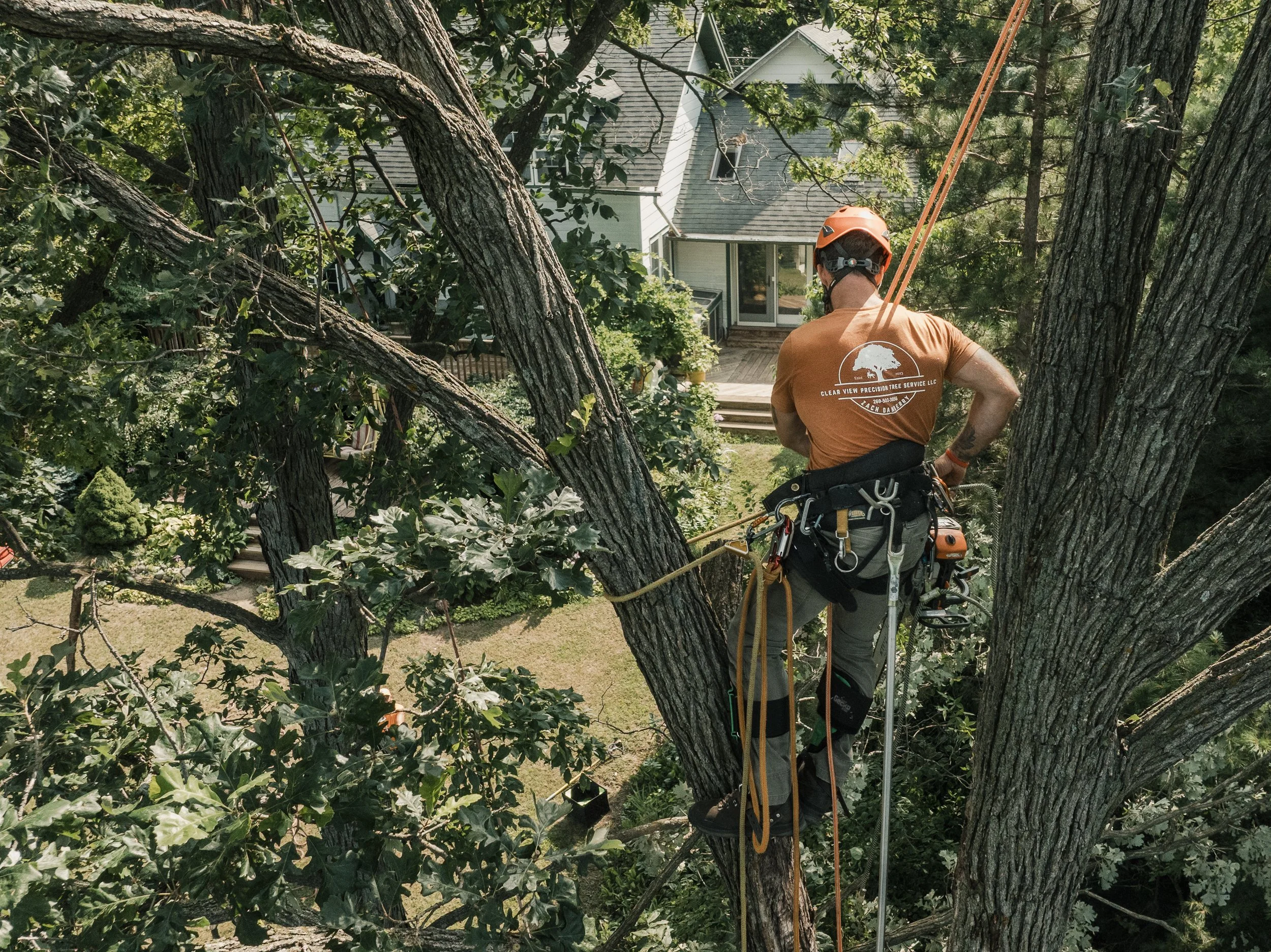 A person wearing safety gear and a helmet is trimming a tree from a harness high in the branches of a large tree in a residential backyard.