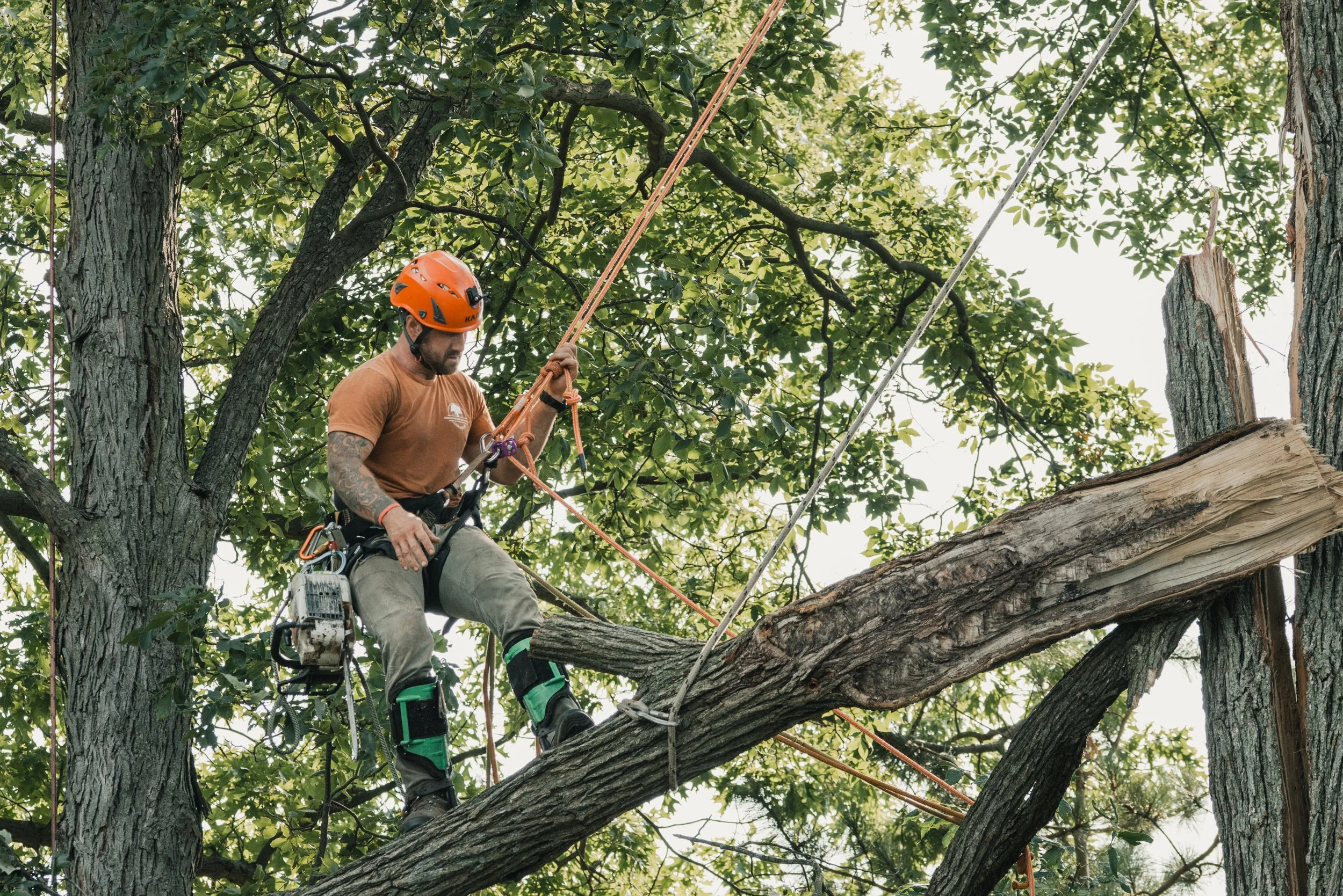 Tree trimmer wearing orange helmet and safety harness cutting a large branch from a tree.