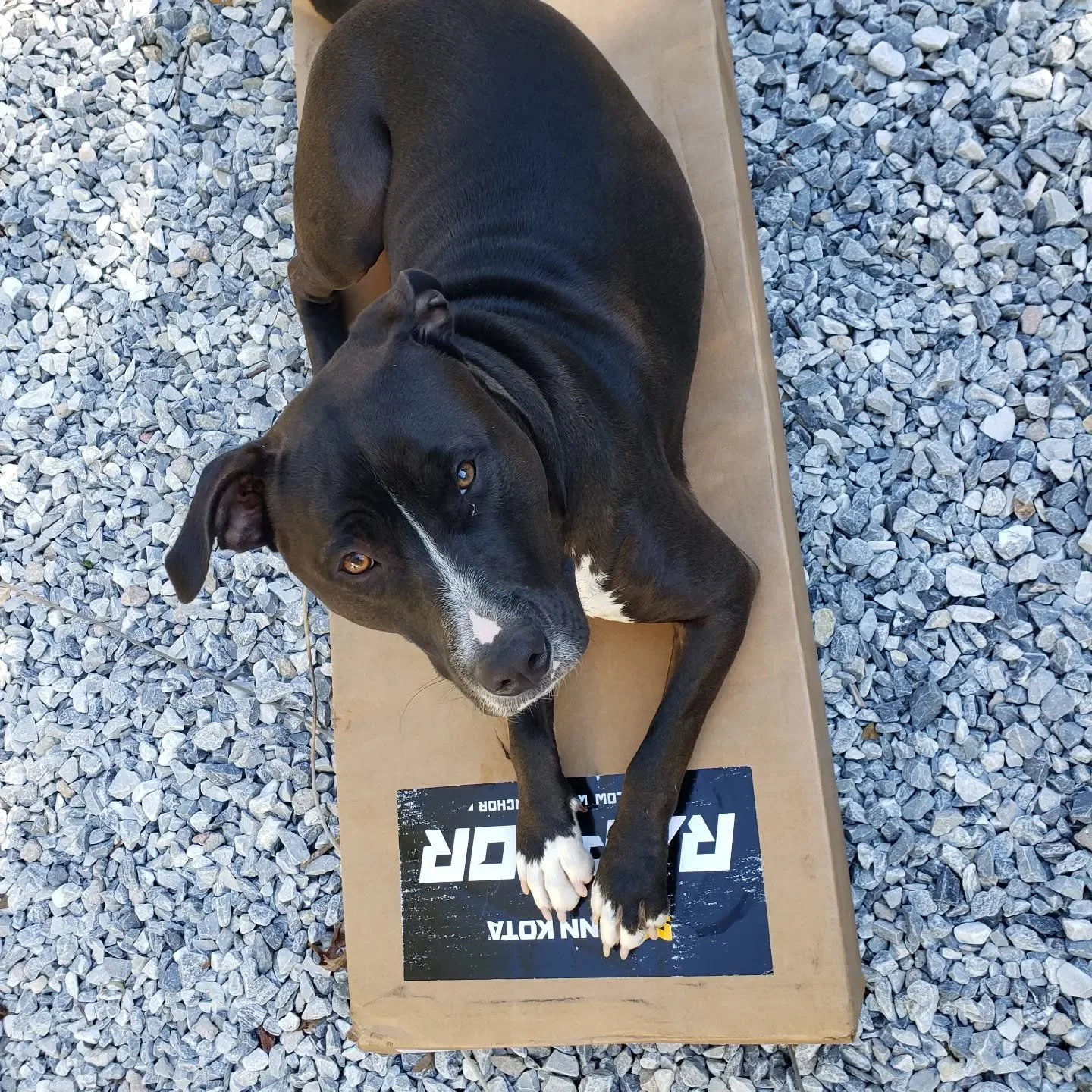 Someone loving his new bed aka @minnkotamotors raptor shallow water anchor box. 
#minnkota #raptor #anchor #boat