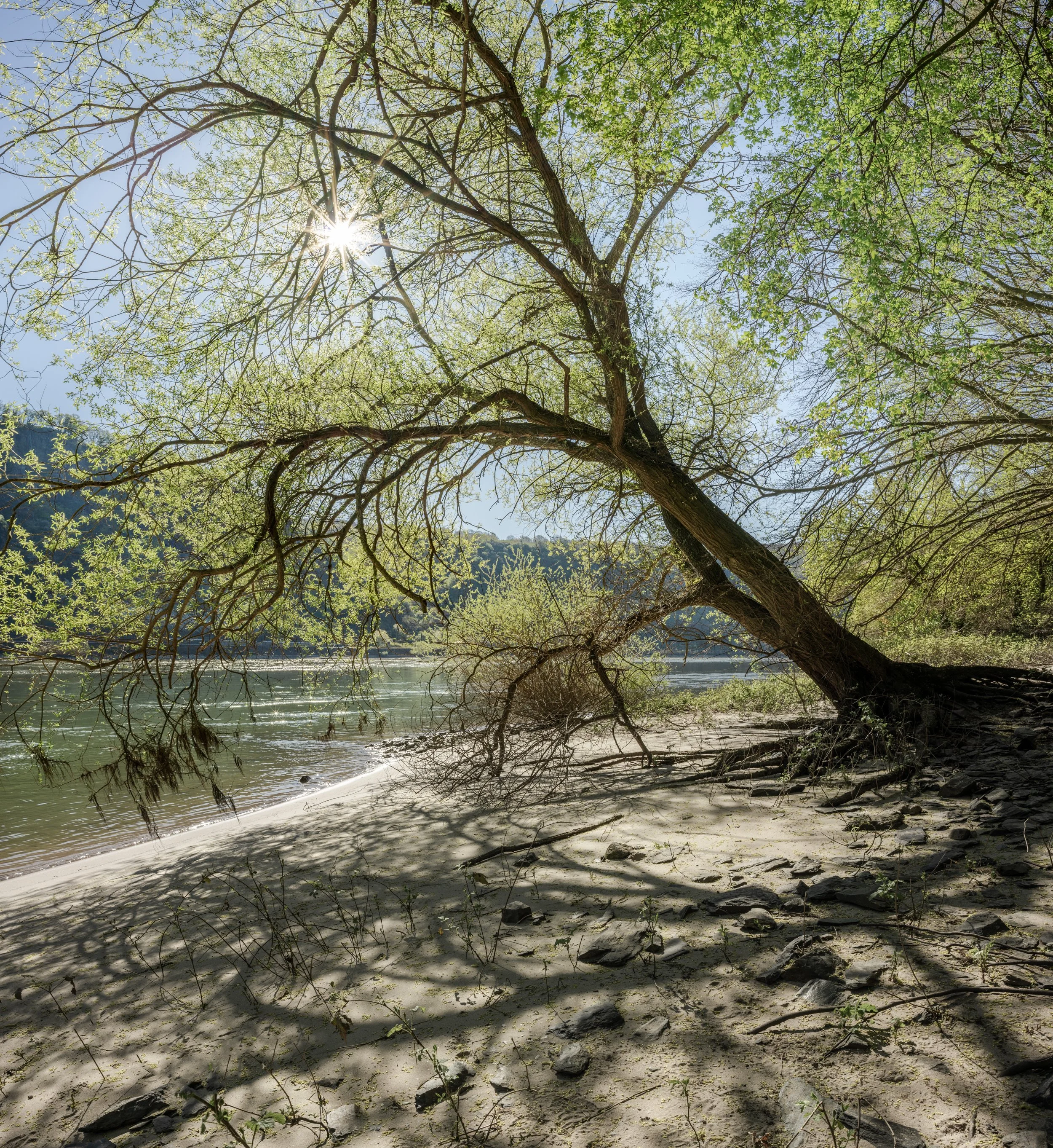 SP-trees-2.jpg