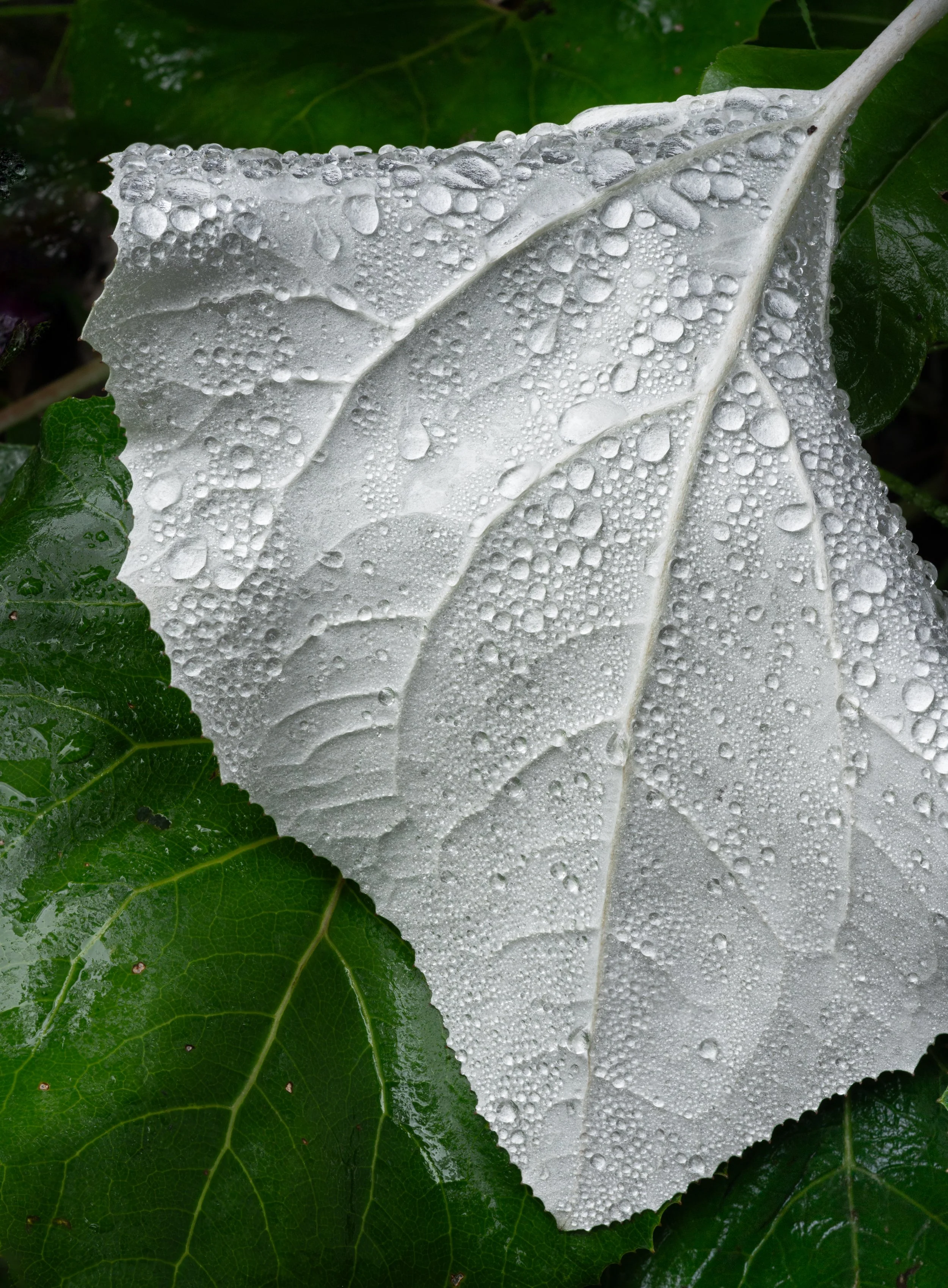 SP-close-up-14.jpg