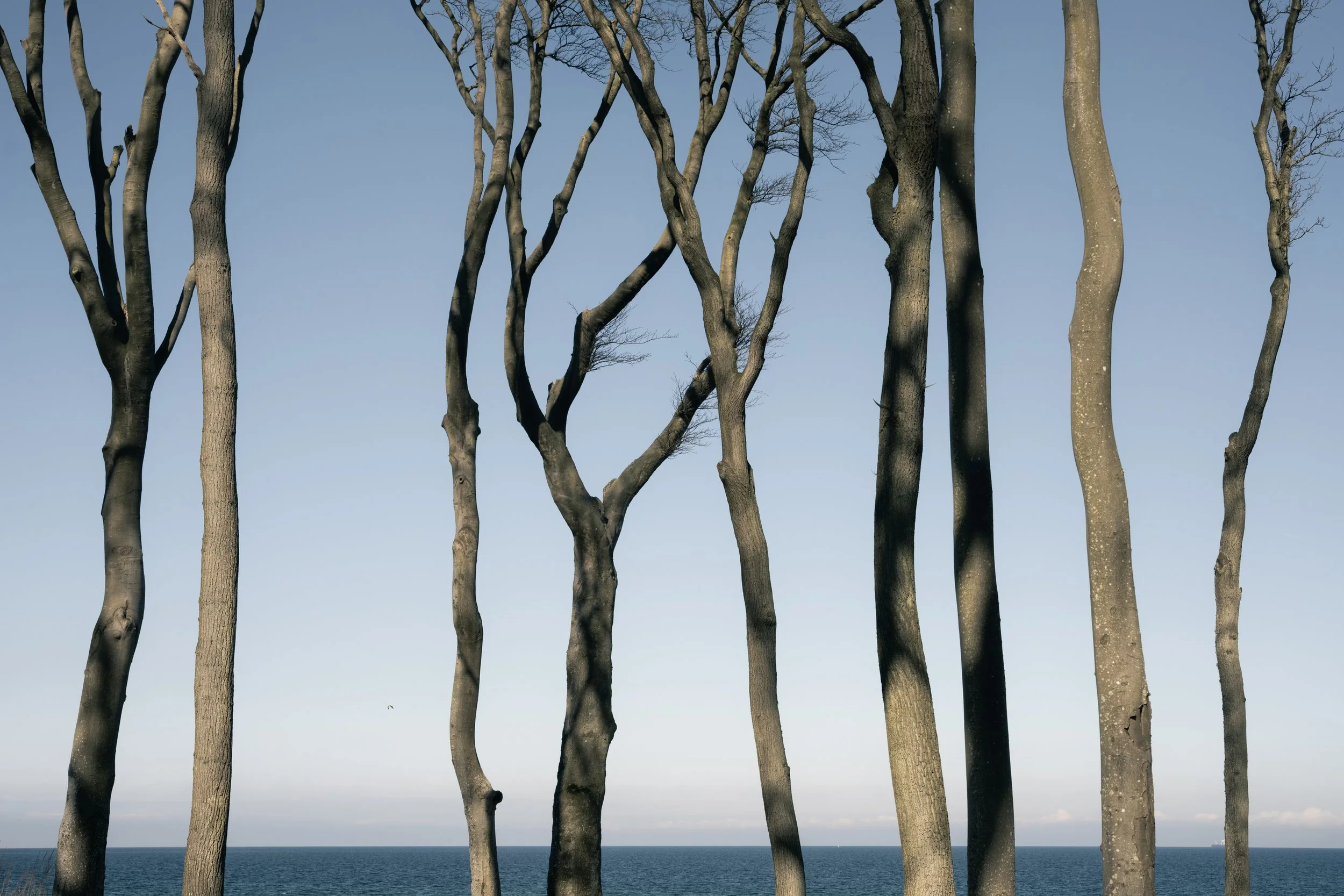 SP-trees-18.jpg