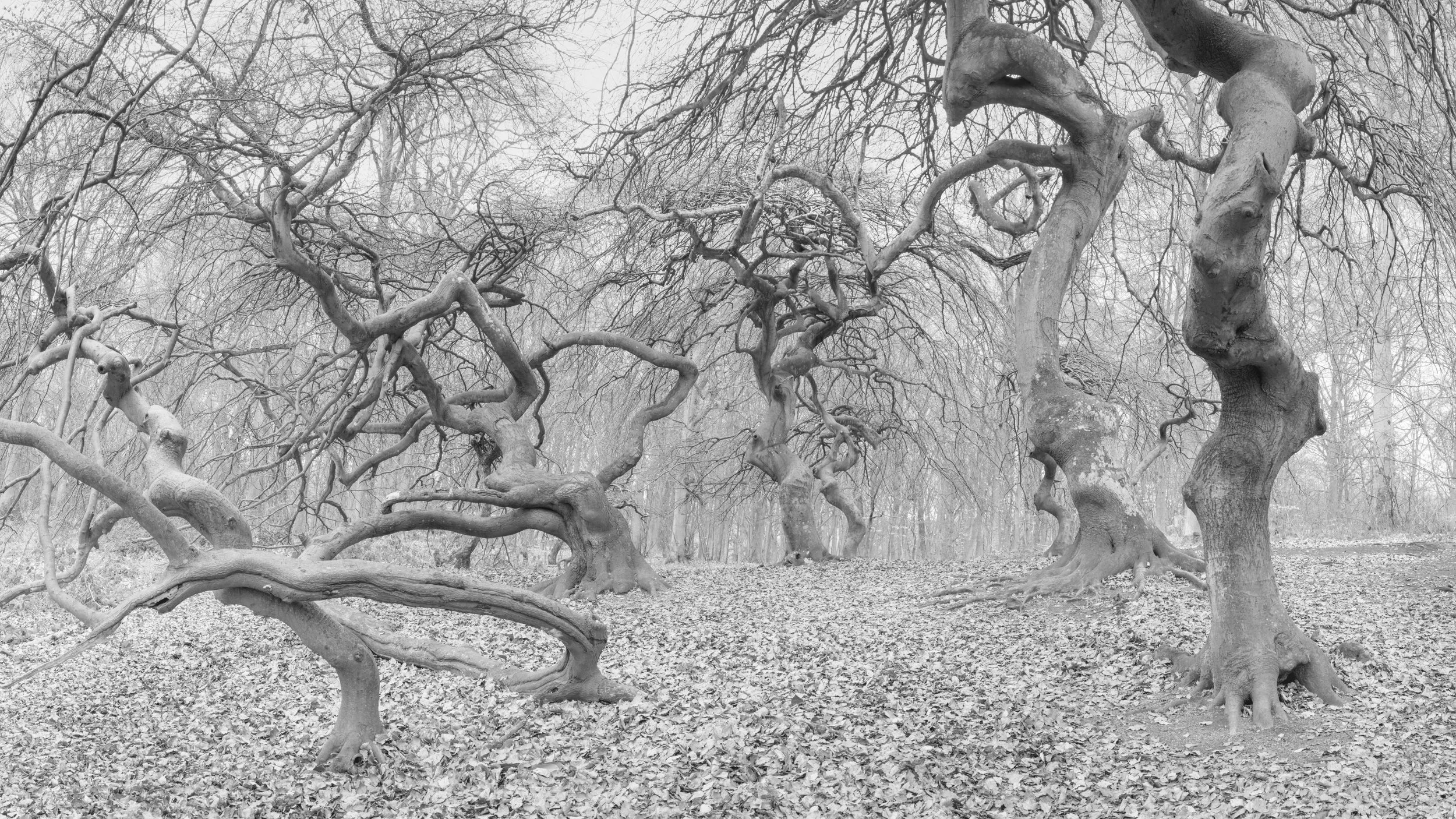 SP-trees-monochrome-10.jpg