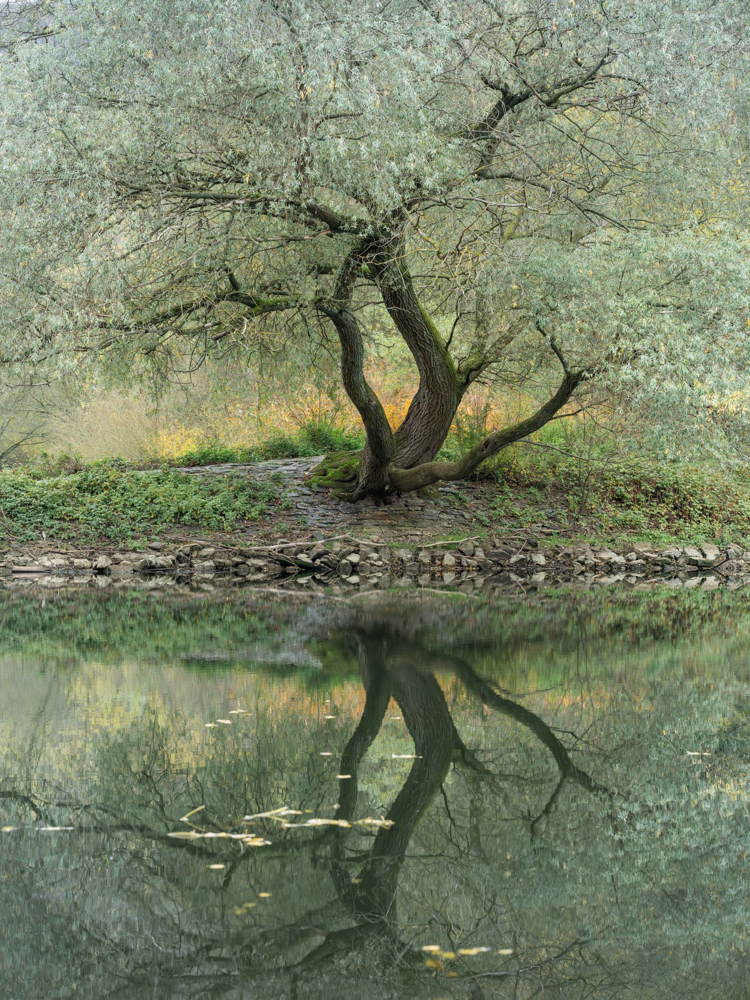 SP-trees-3.jpg
