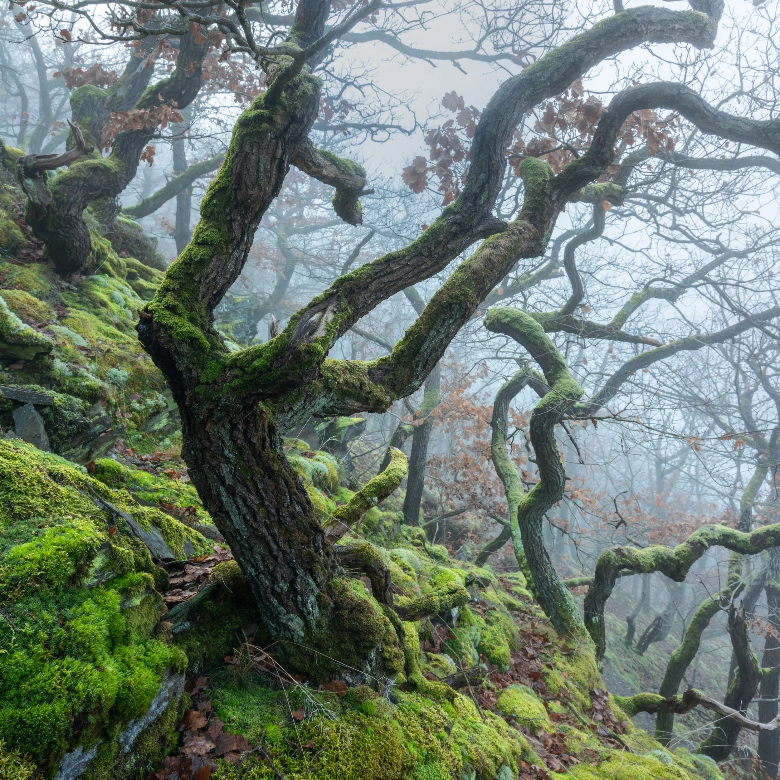 SP-trees-7.jpg