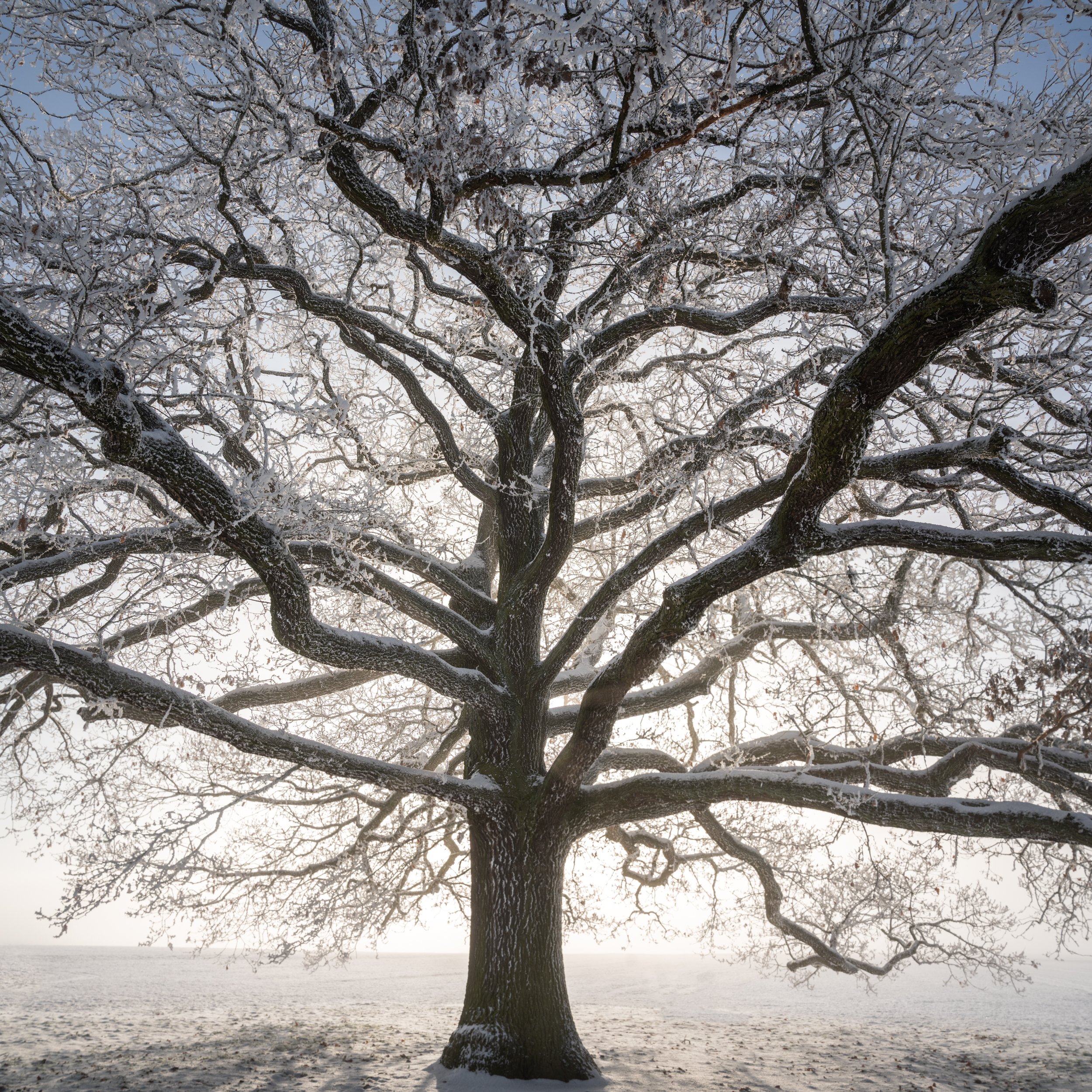 SP-trees-4.jpg