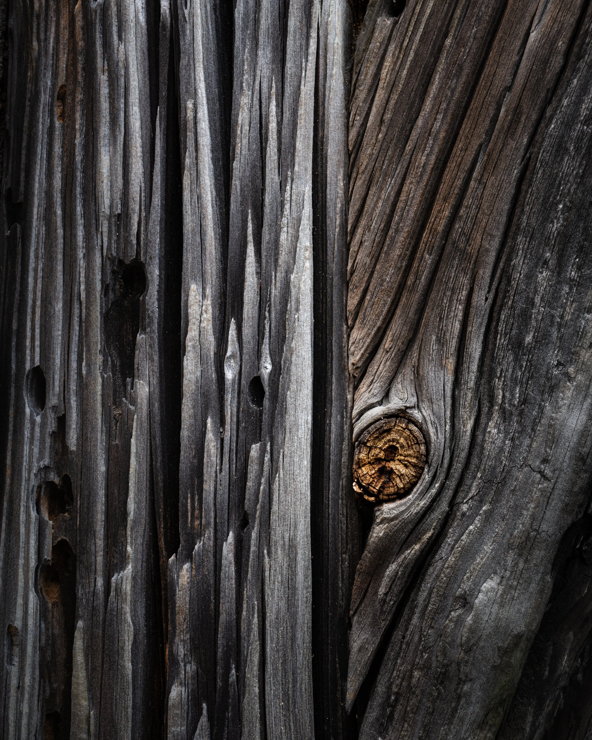 SP-close-up-17.jpg