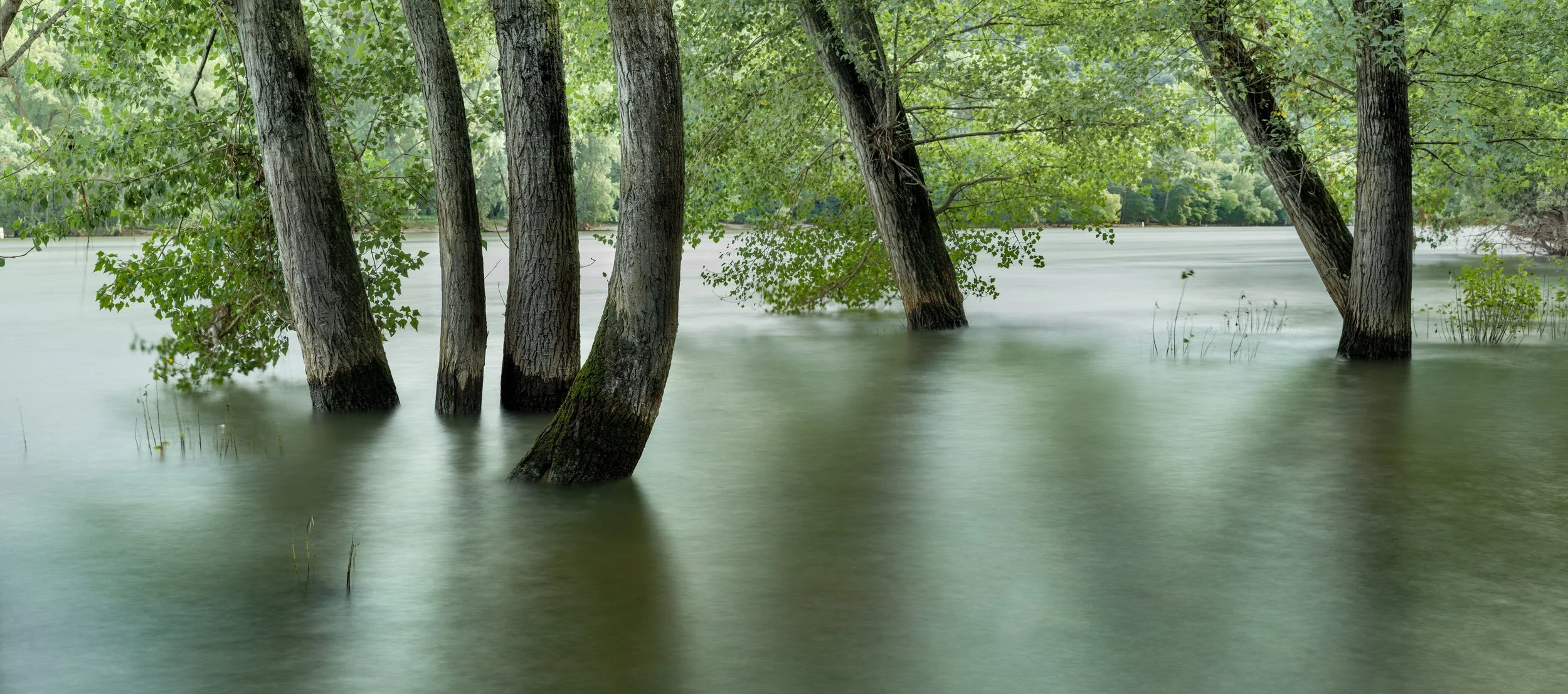 SP-trees-13.jpg