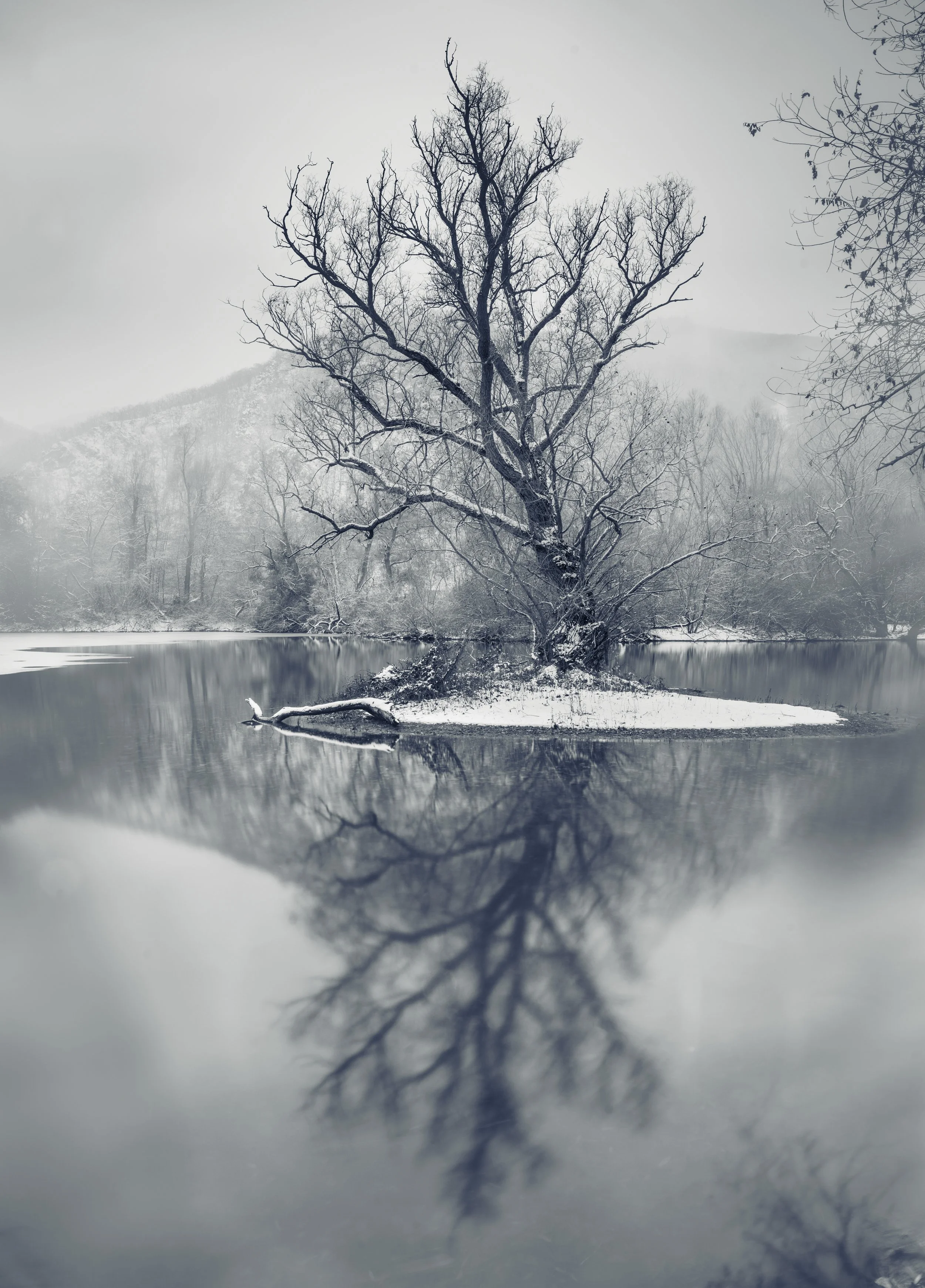 SP-trees-monochrome-4.jpg