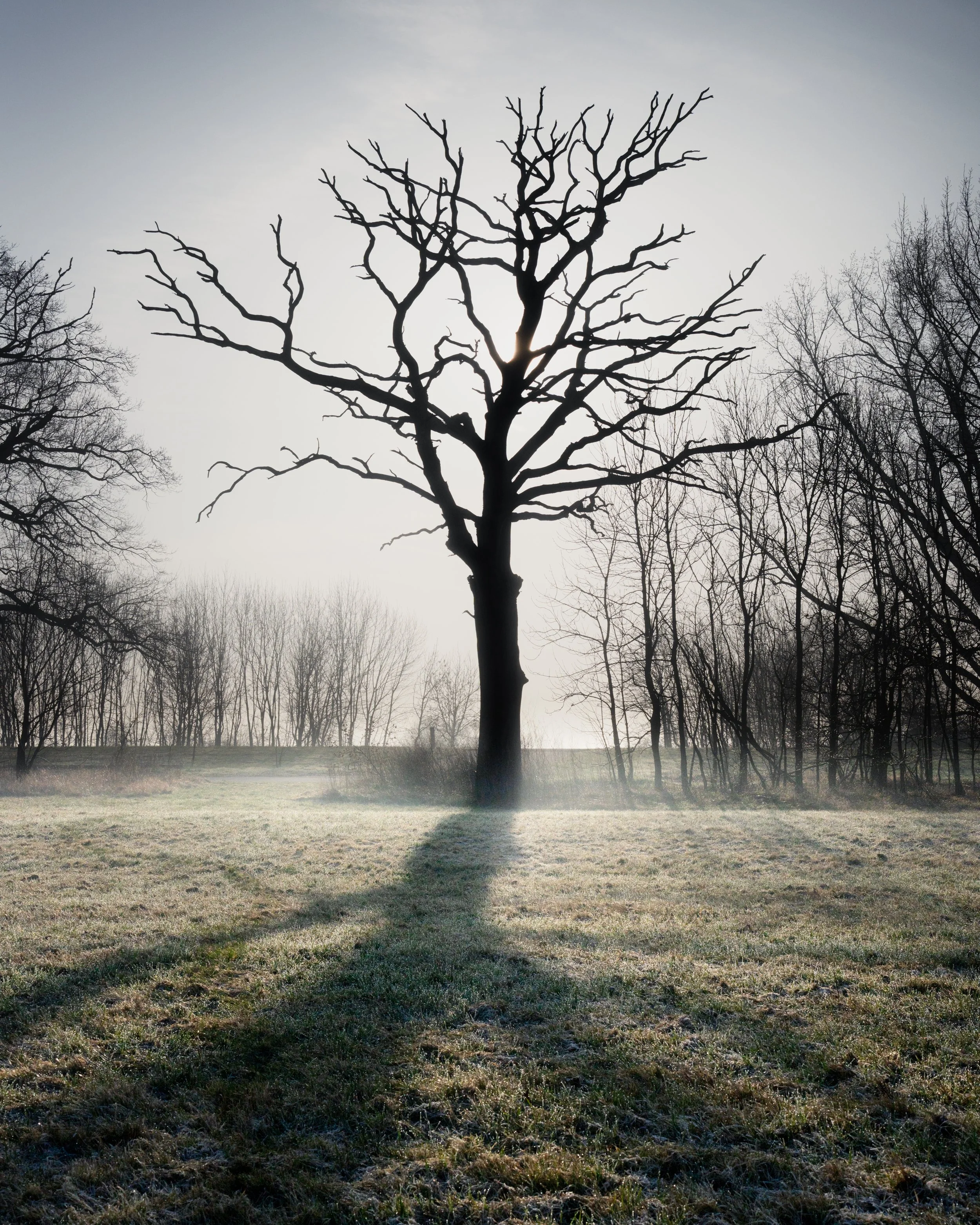 SP-trees-8.jpg