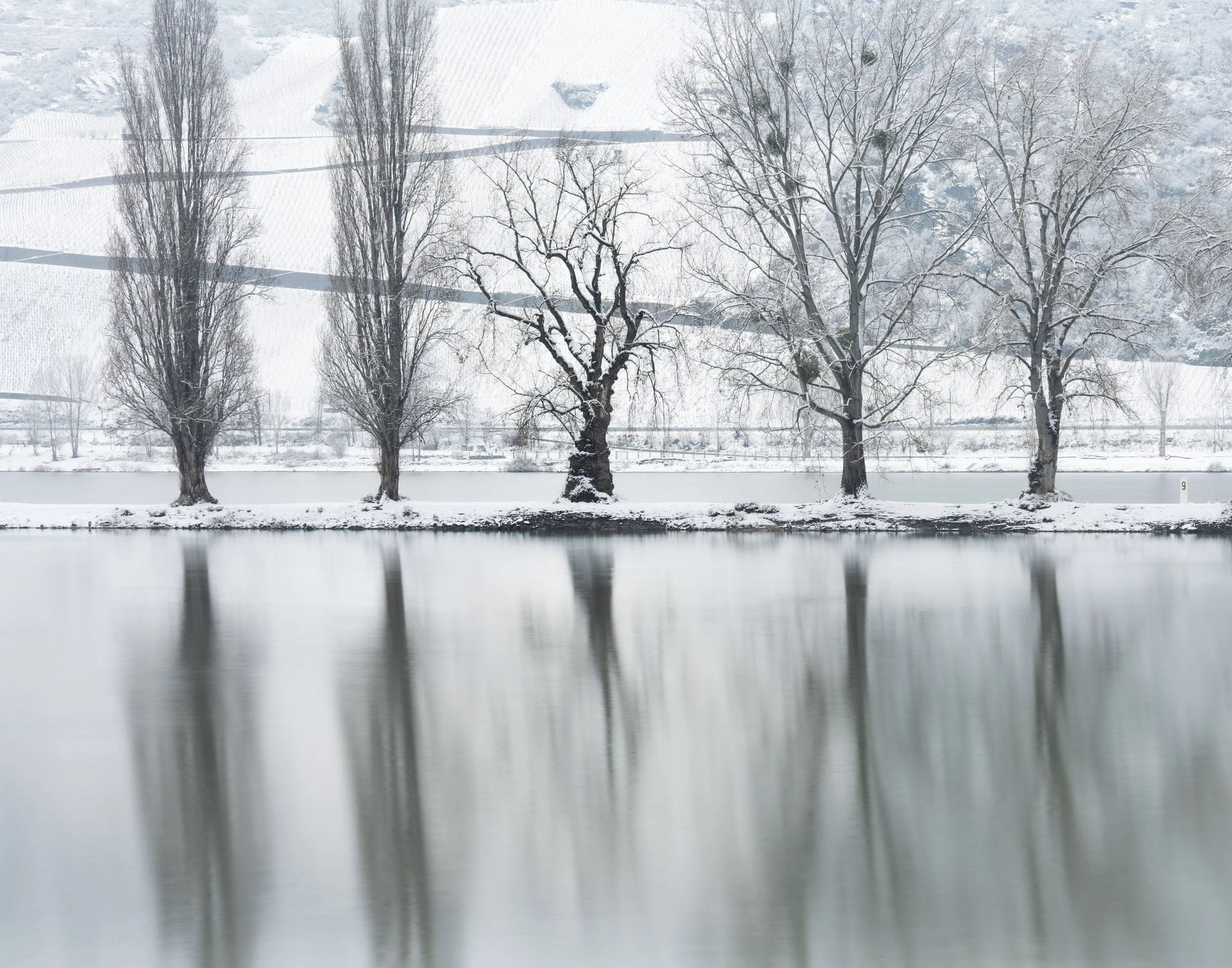 SP-trees-monochrome-8.jpg