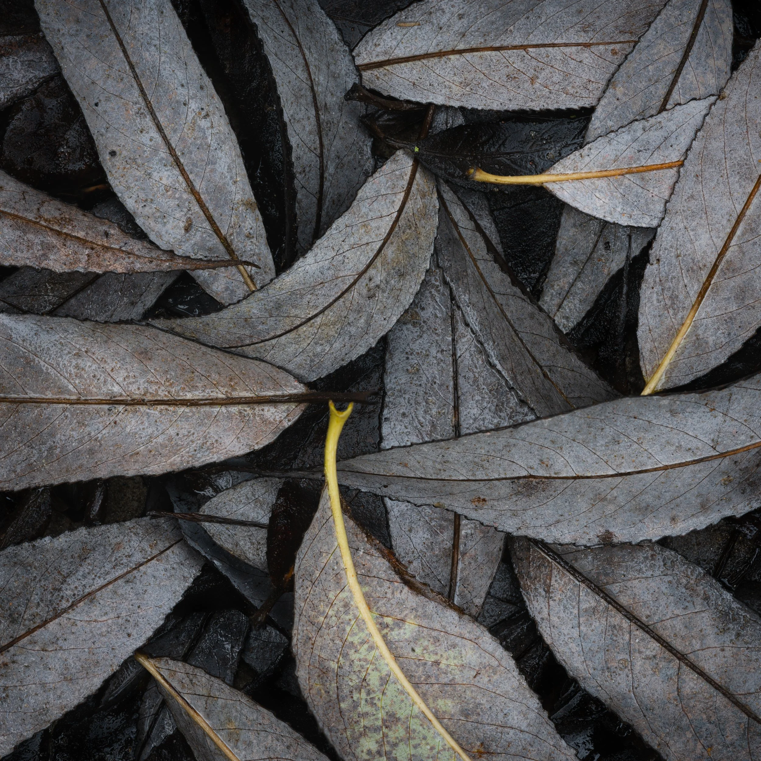 SP-close-up-15.jpg