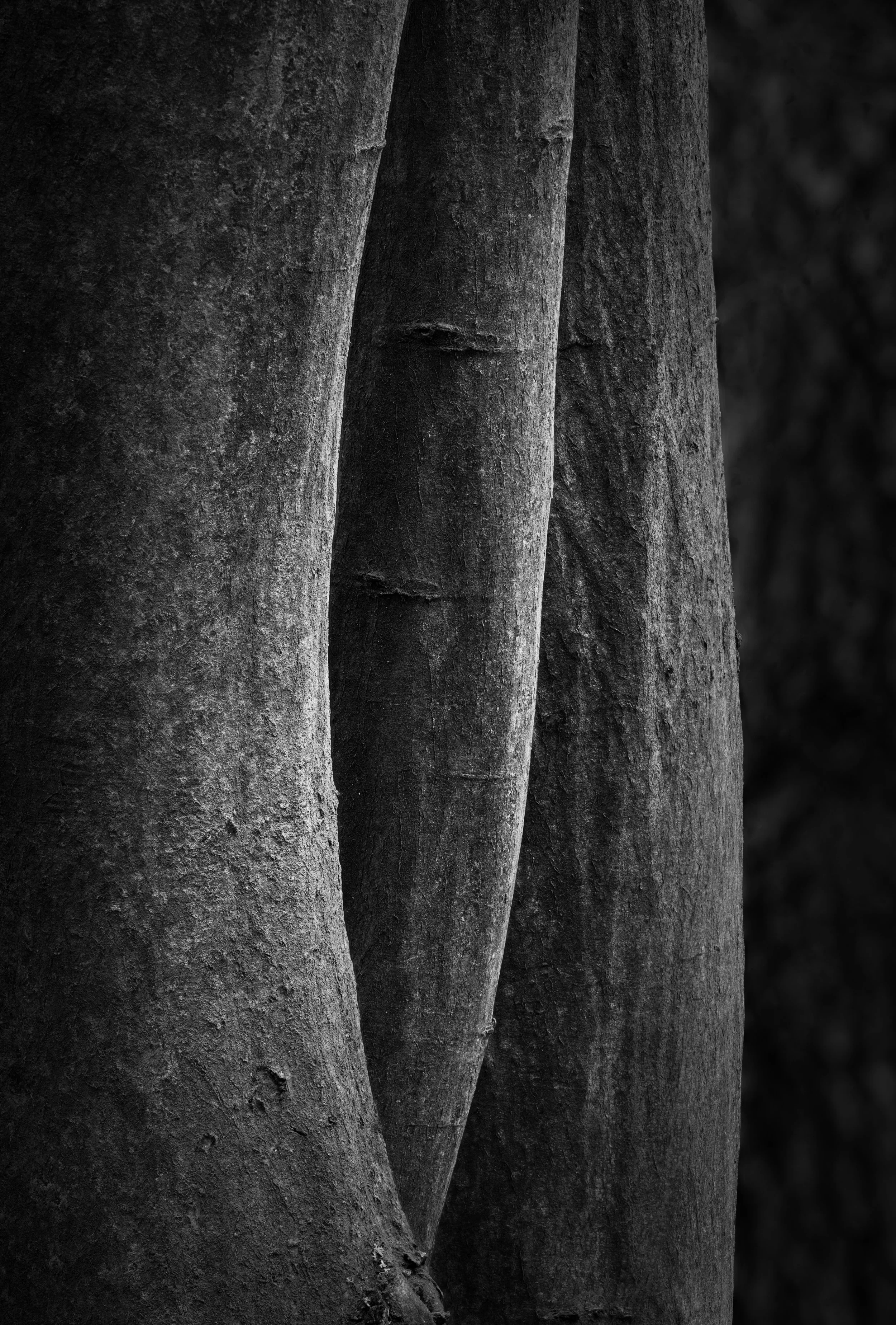 SP-trees-monochrome-2.jpg