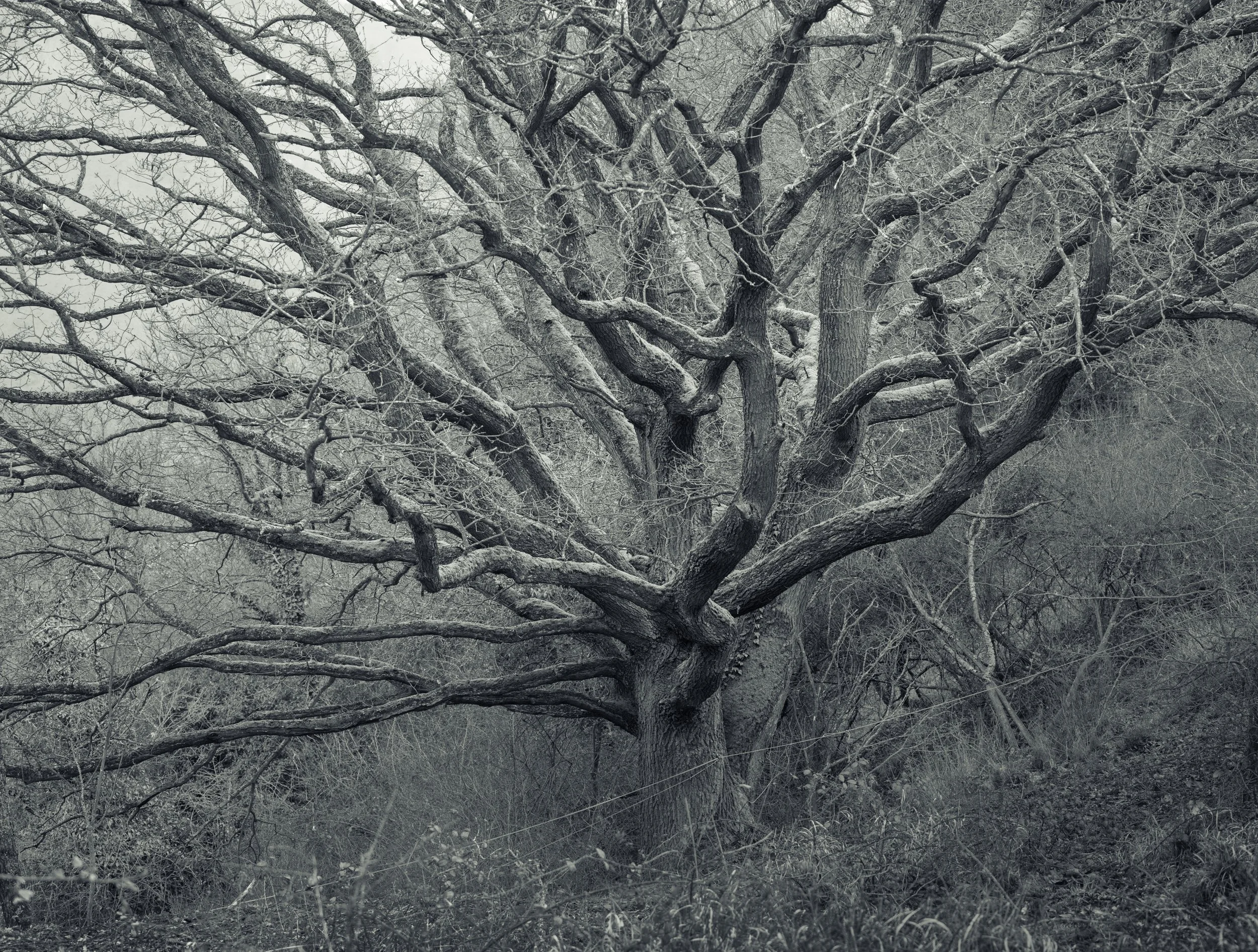 SP-trees-monochrome-3.jpg
