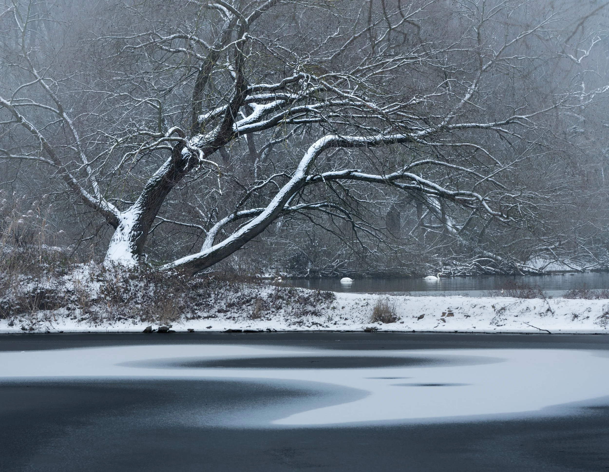 SP-trees-9.jpg