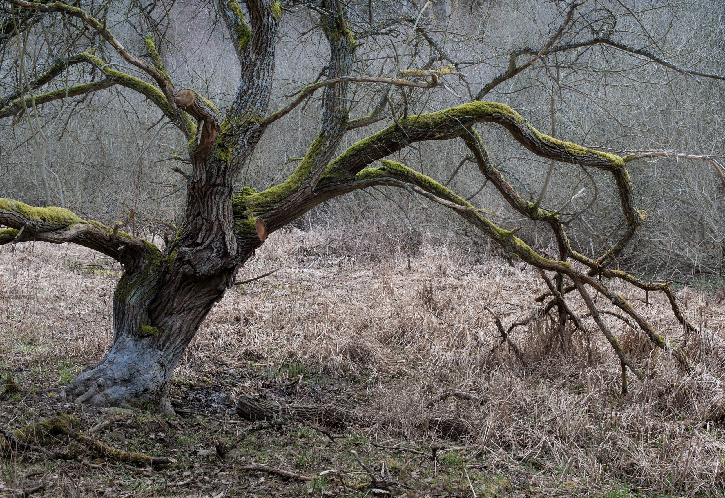 SP-trees-19.jpg