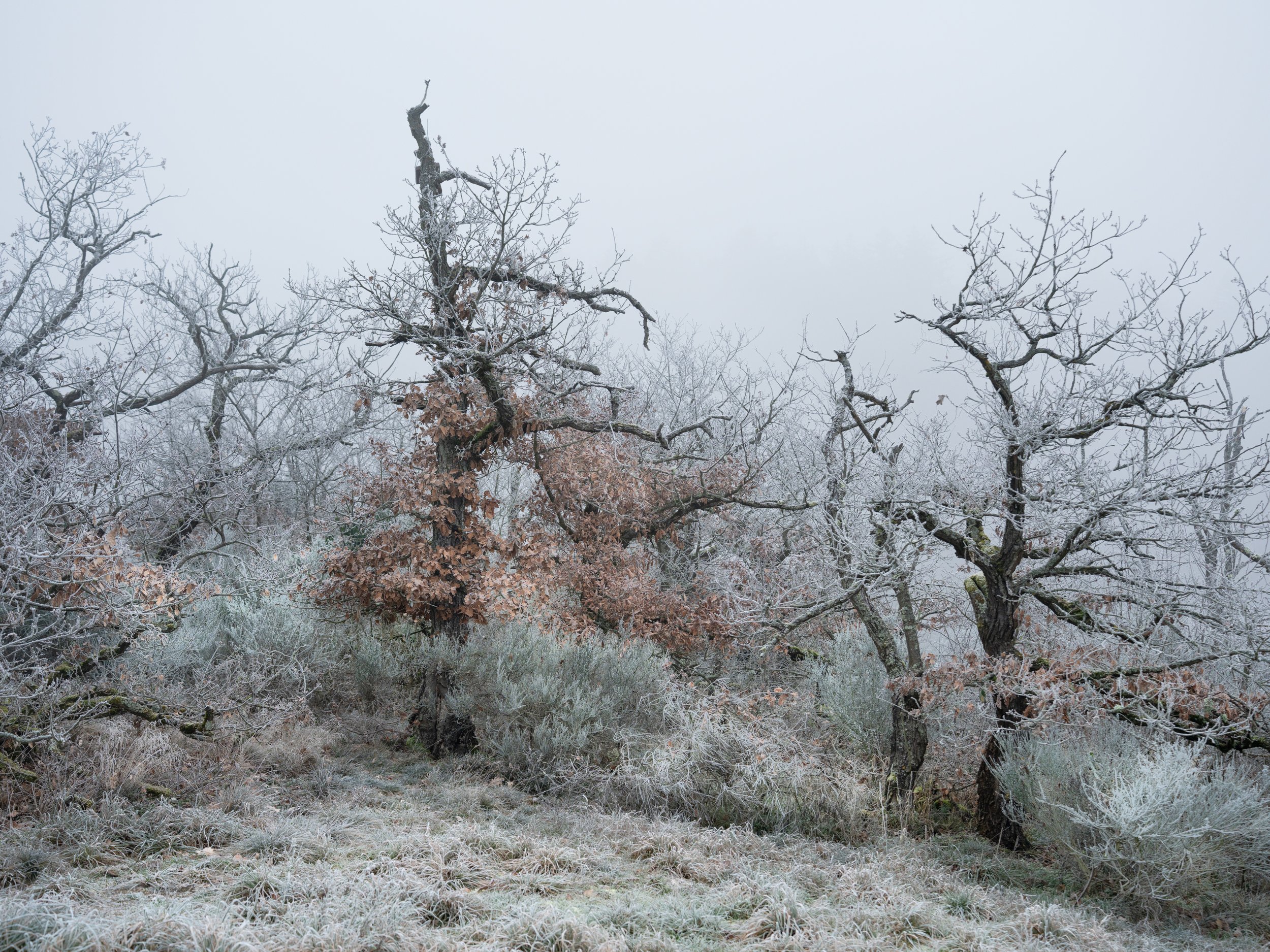 SP-trees-17.jpg