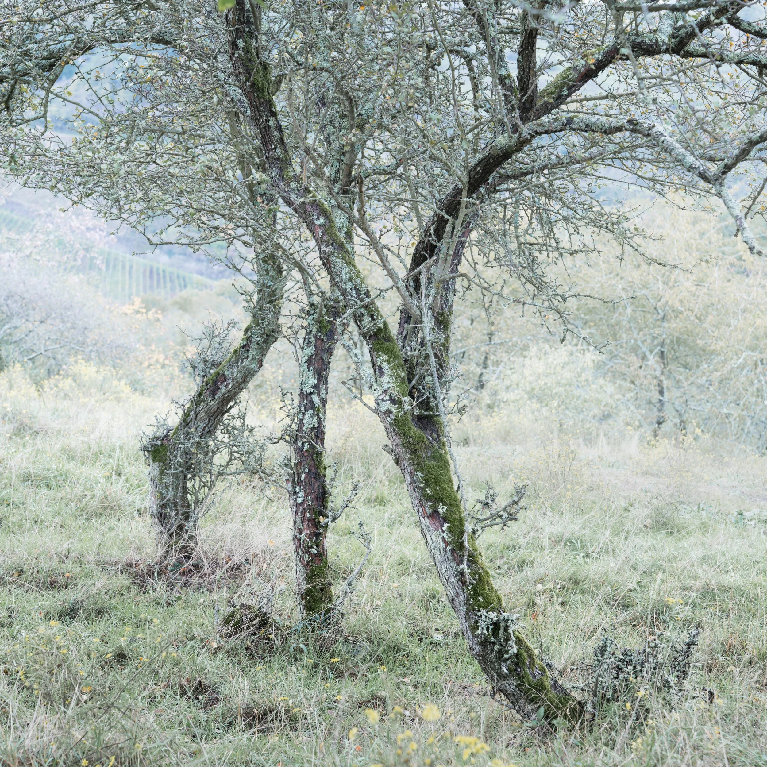 SP-trees-5.jpg