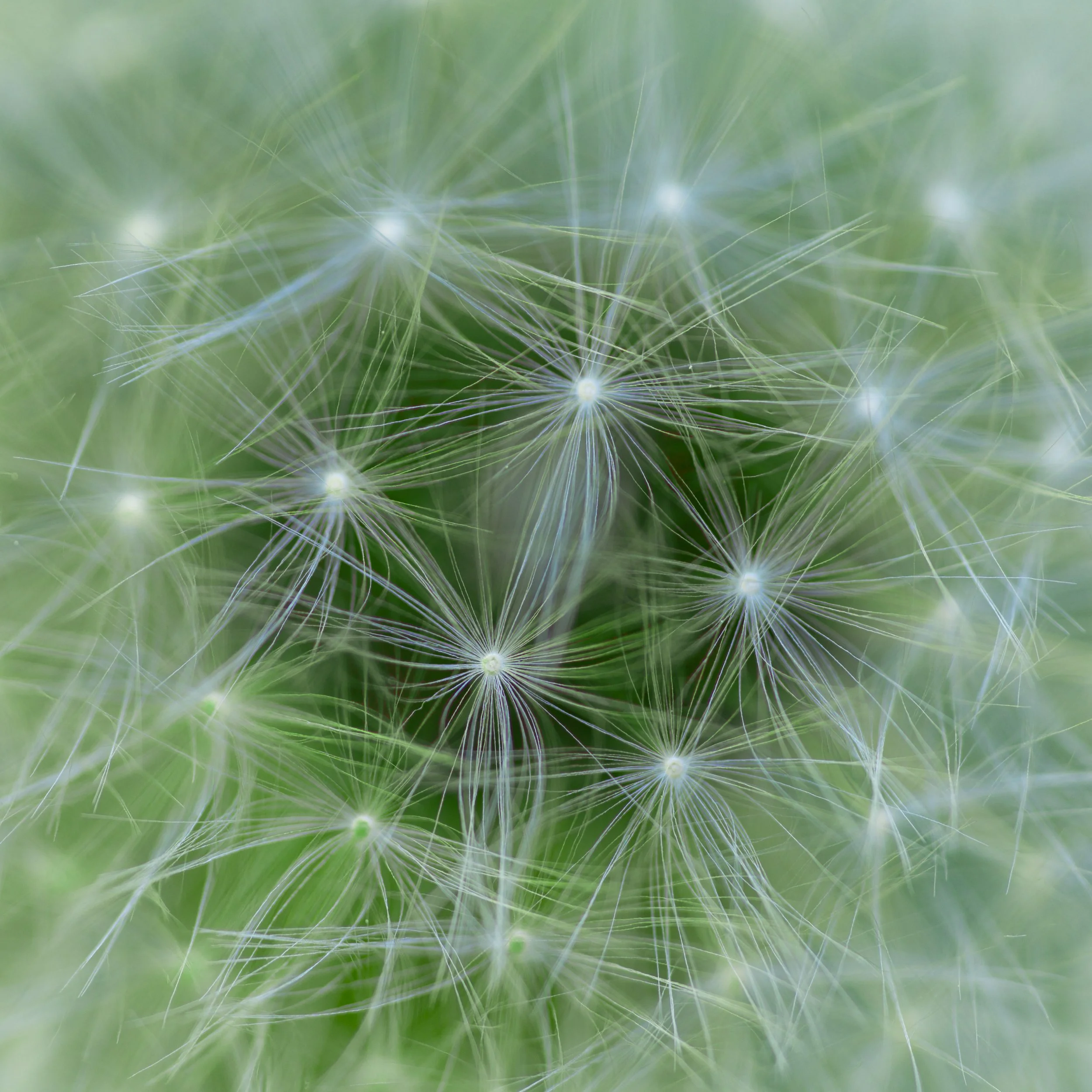 SP-close-up-2.jpg