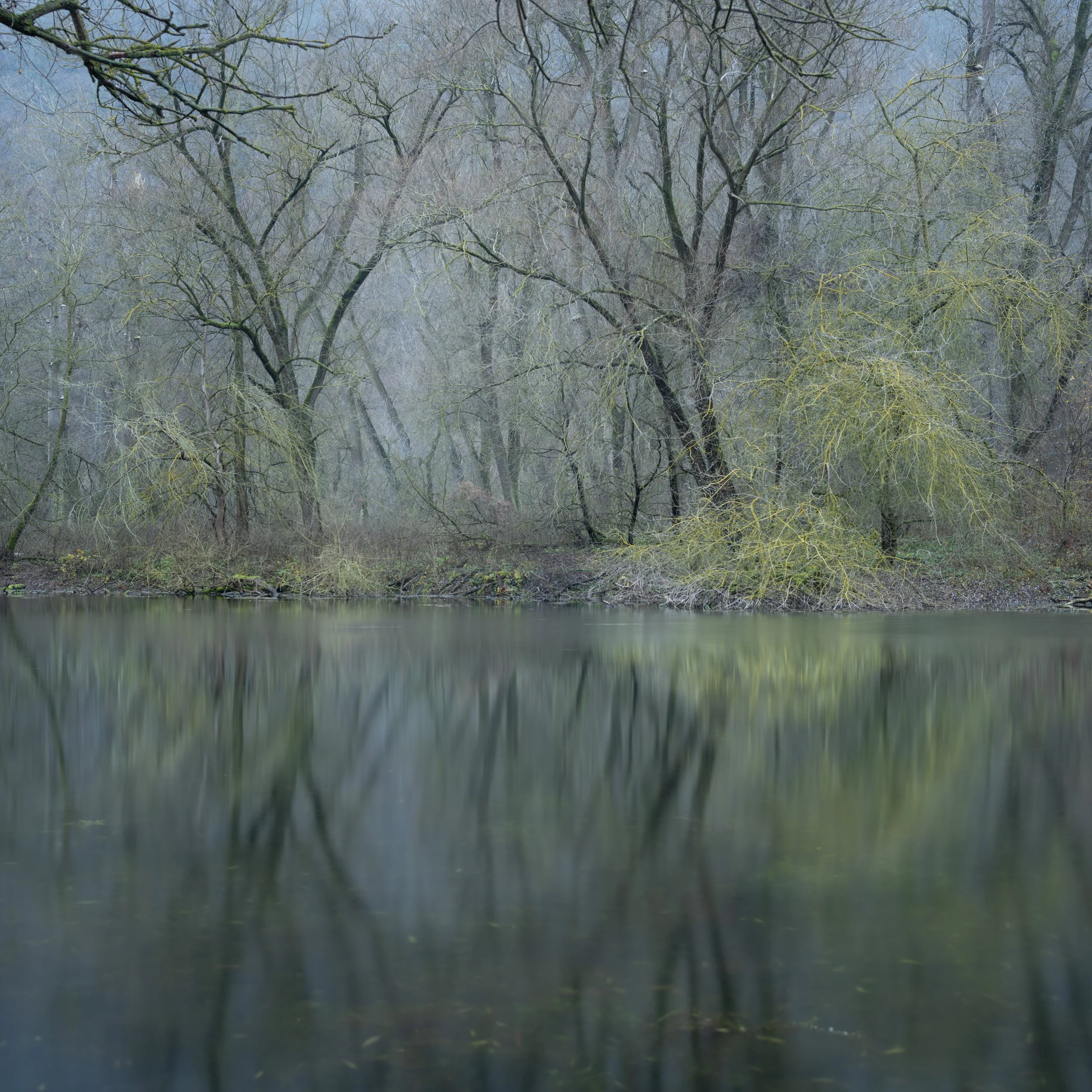 SP-trees-16.jpg