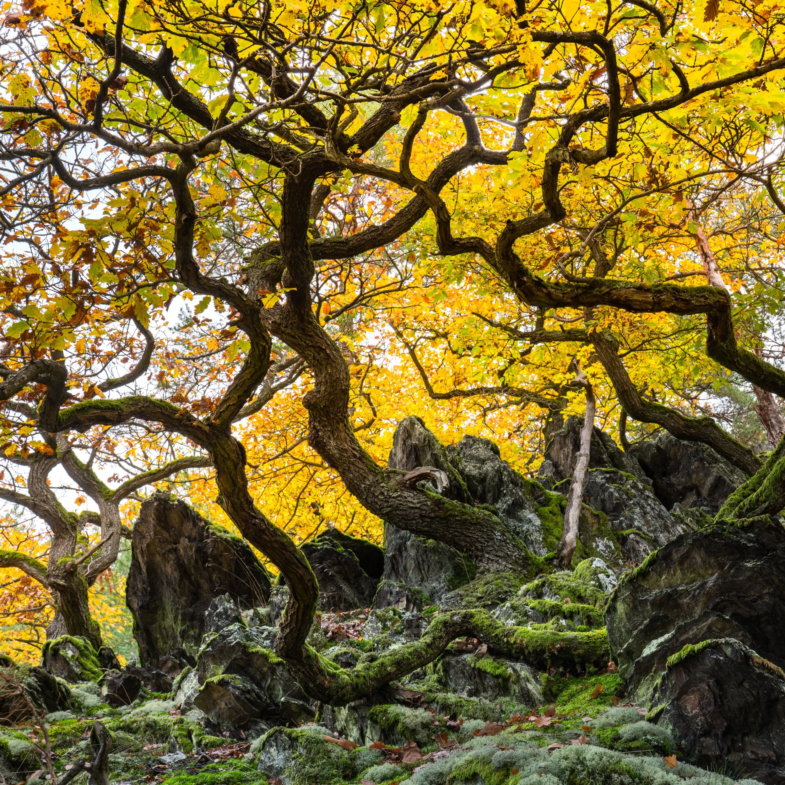 SP-trees-1.jpg