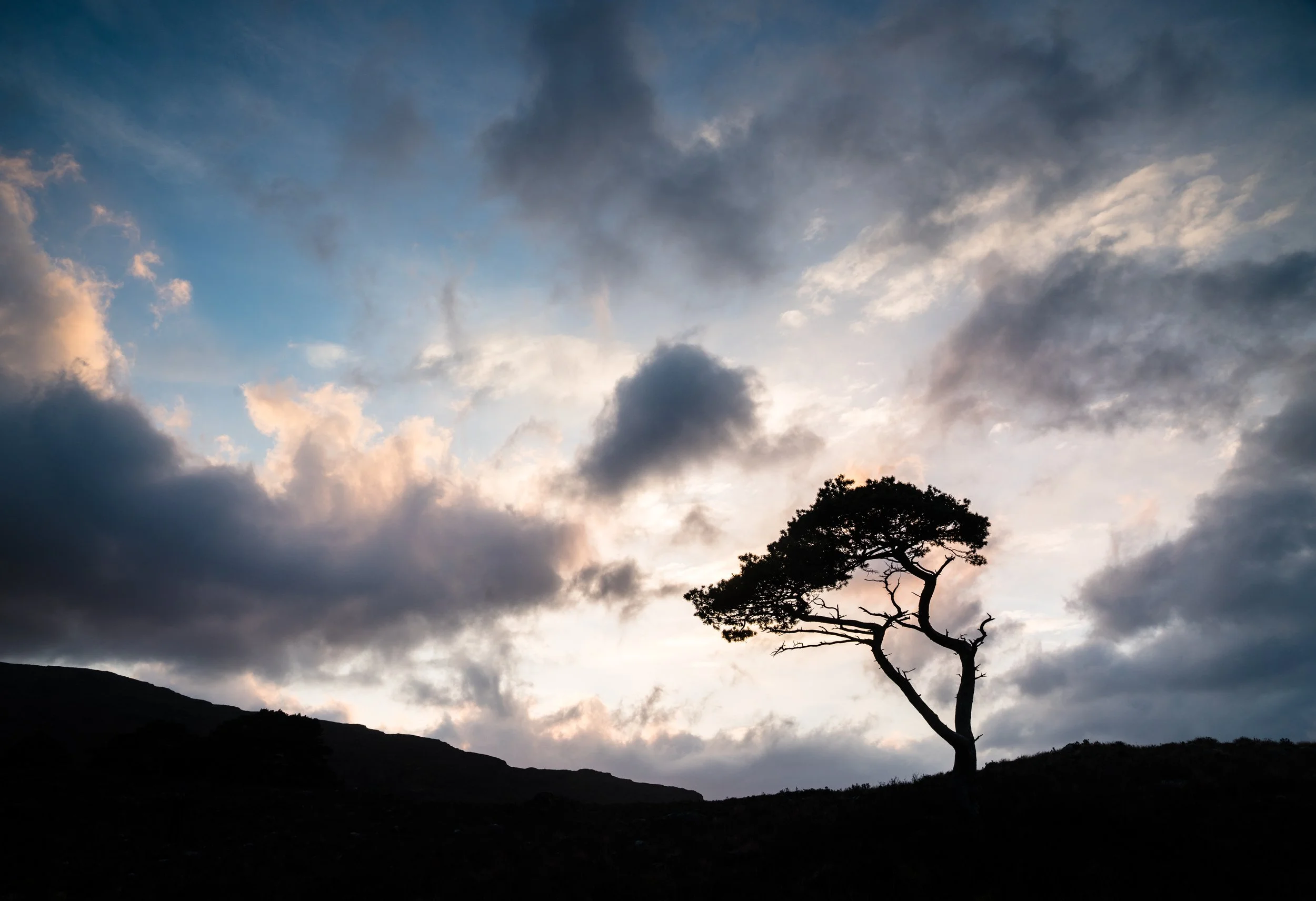 SP-trees-12.jpg