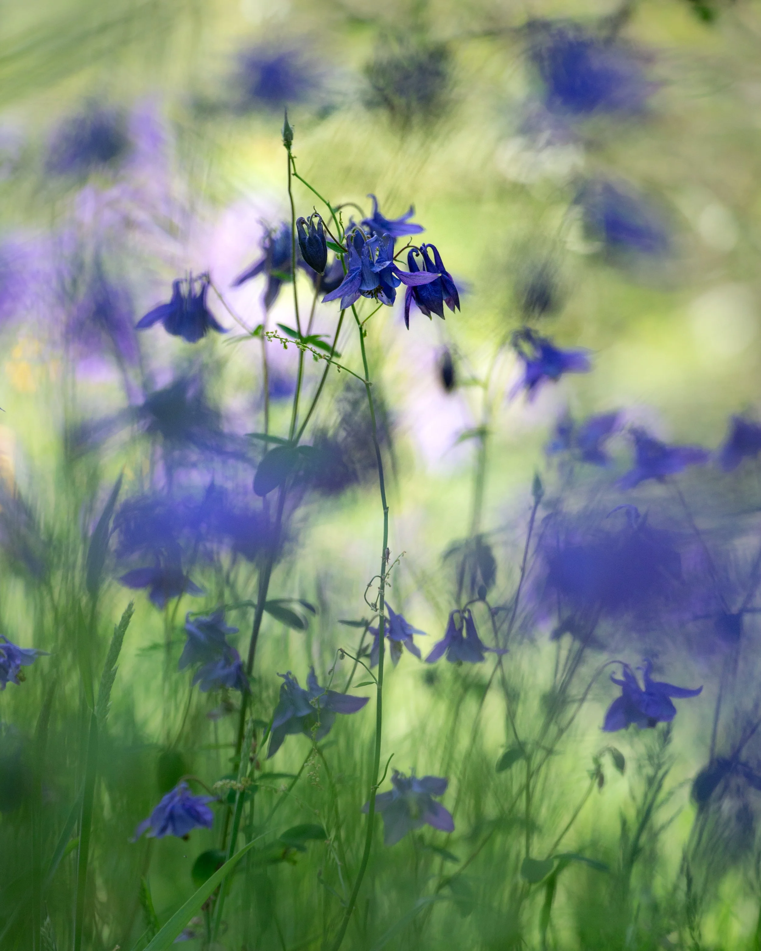 SP-close-up-13.jpg