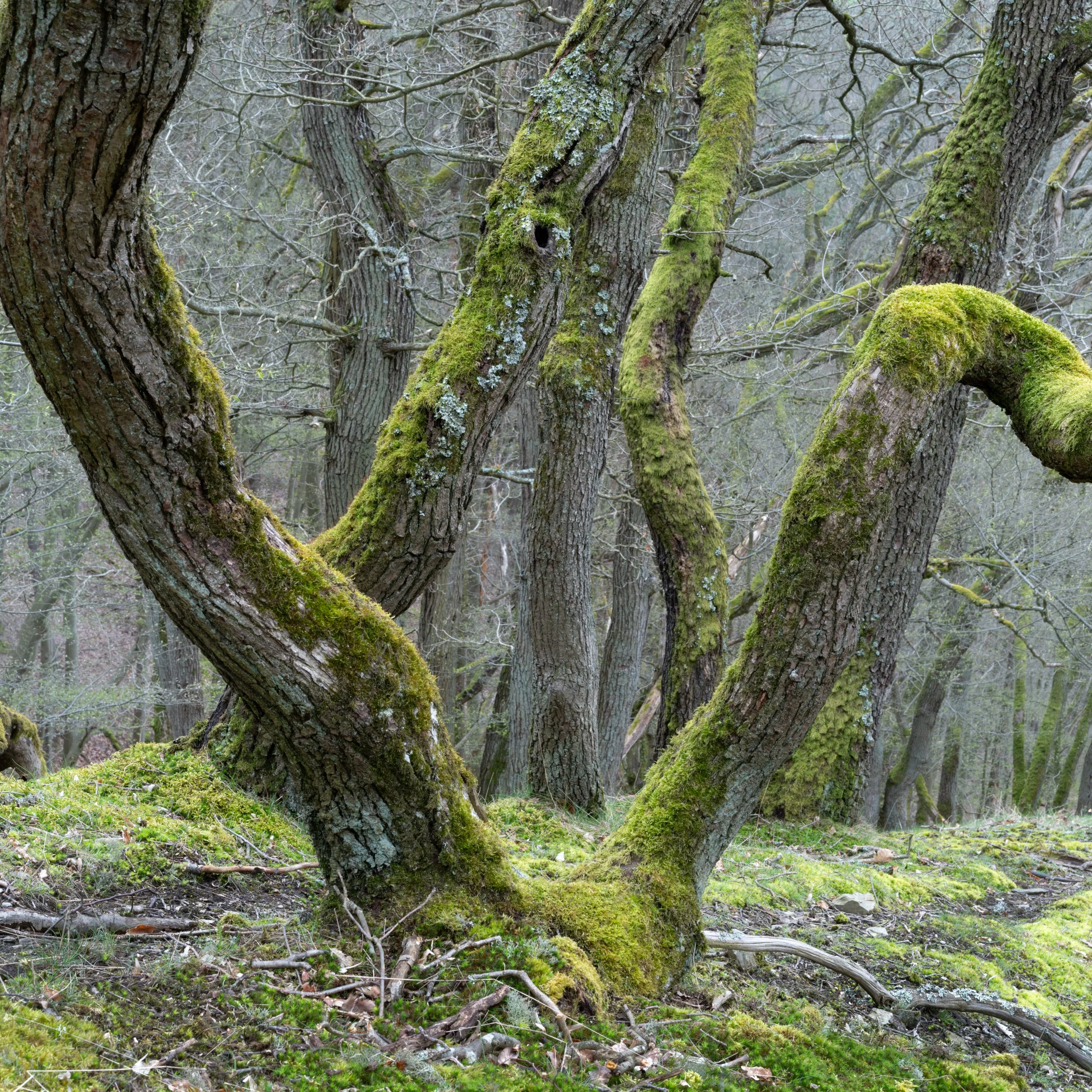 SP-trees-6.jpg