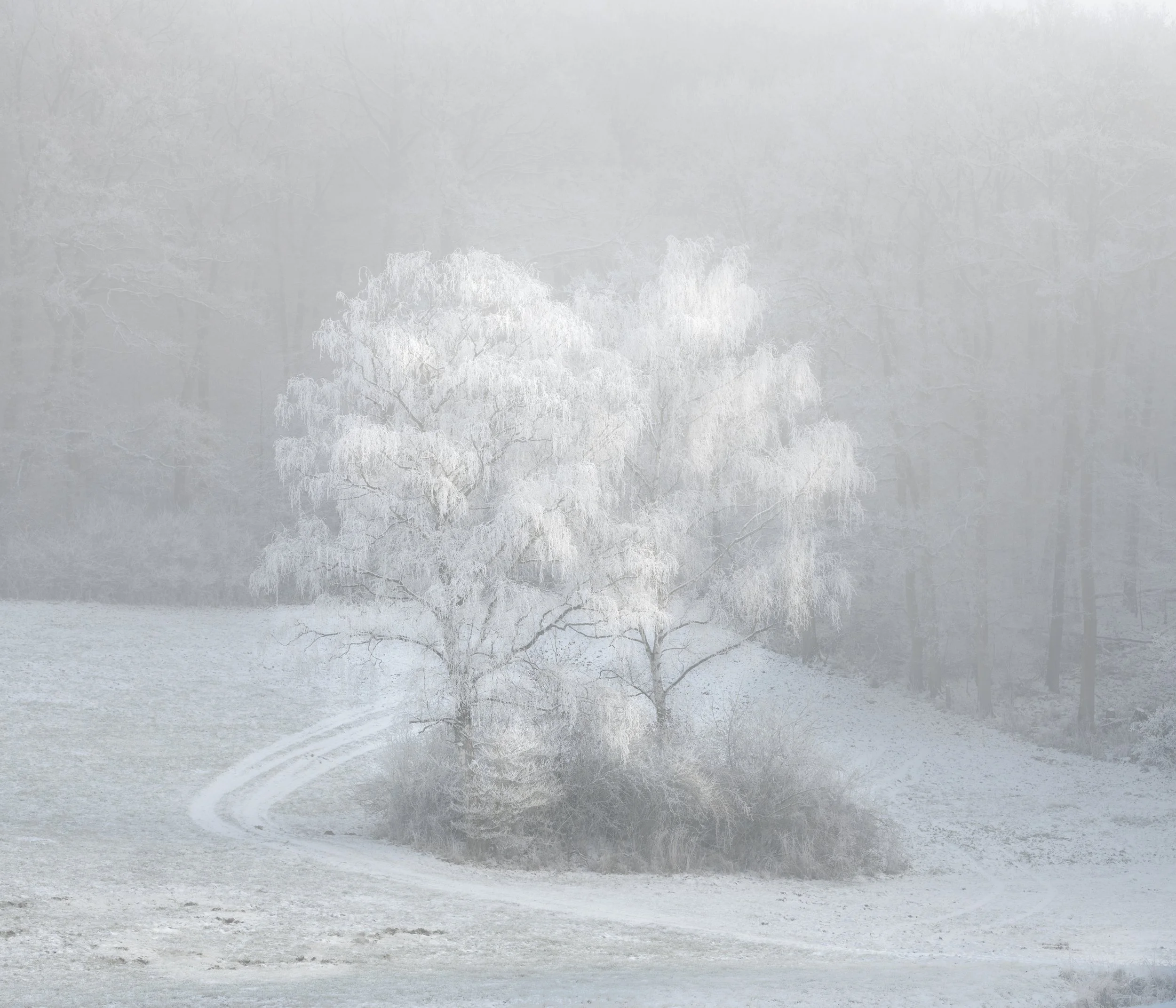 SP-trees-20.jpg