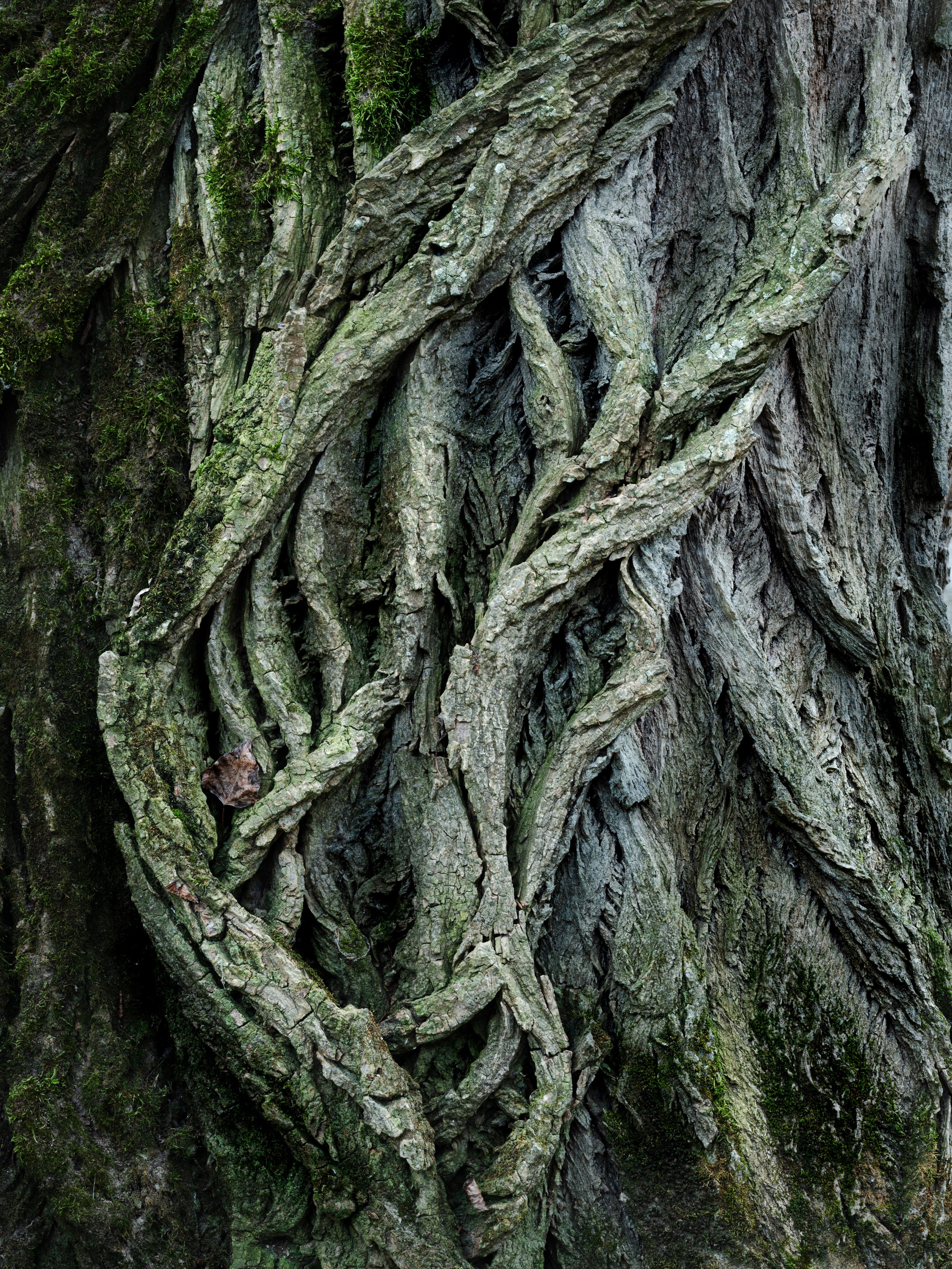 SP-close-up-10.jpg