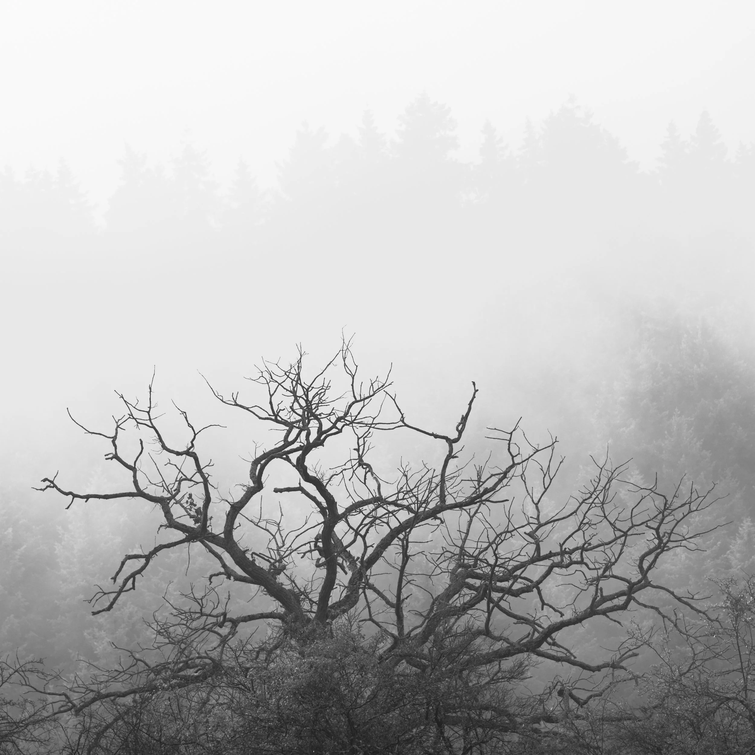 SP-BnW-9.jpg