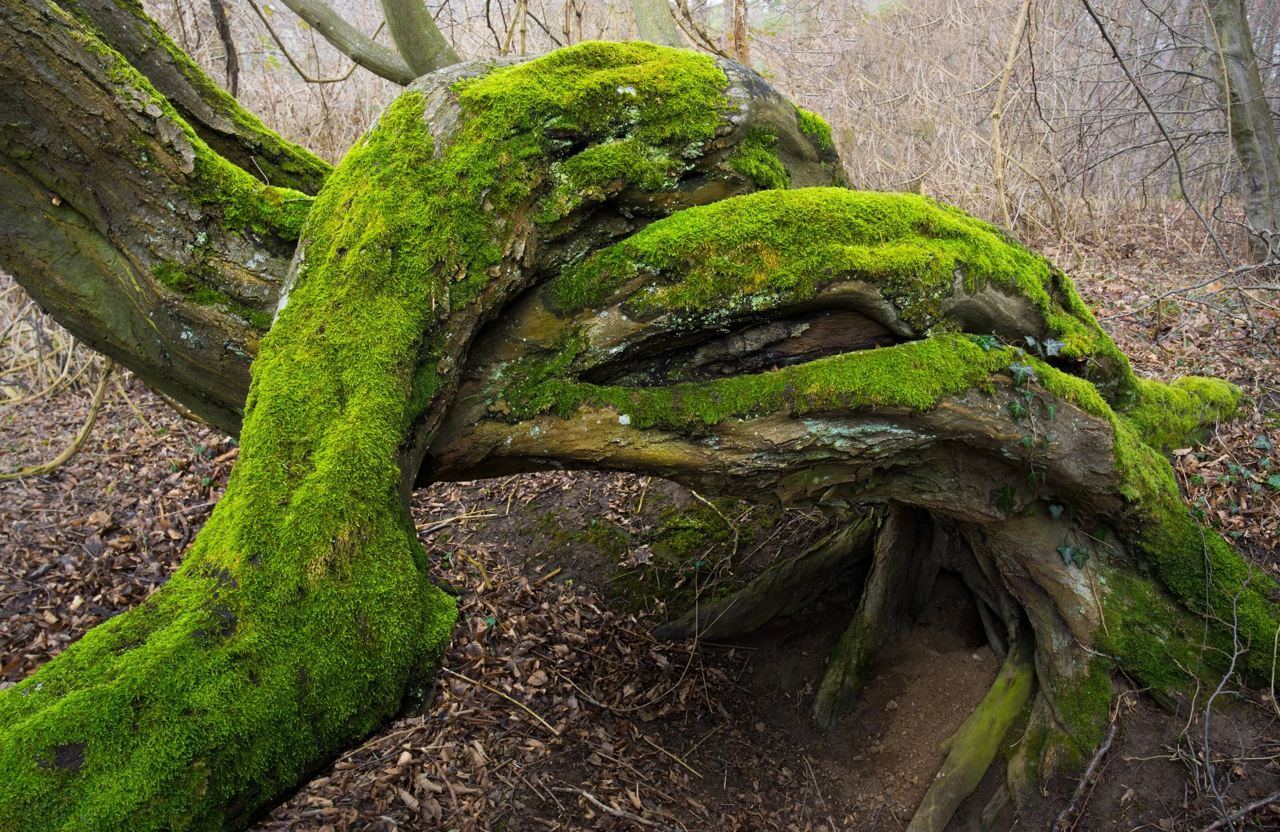 SP-trees-21.jpg