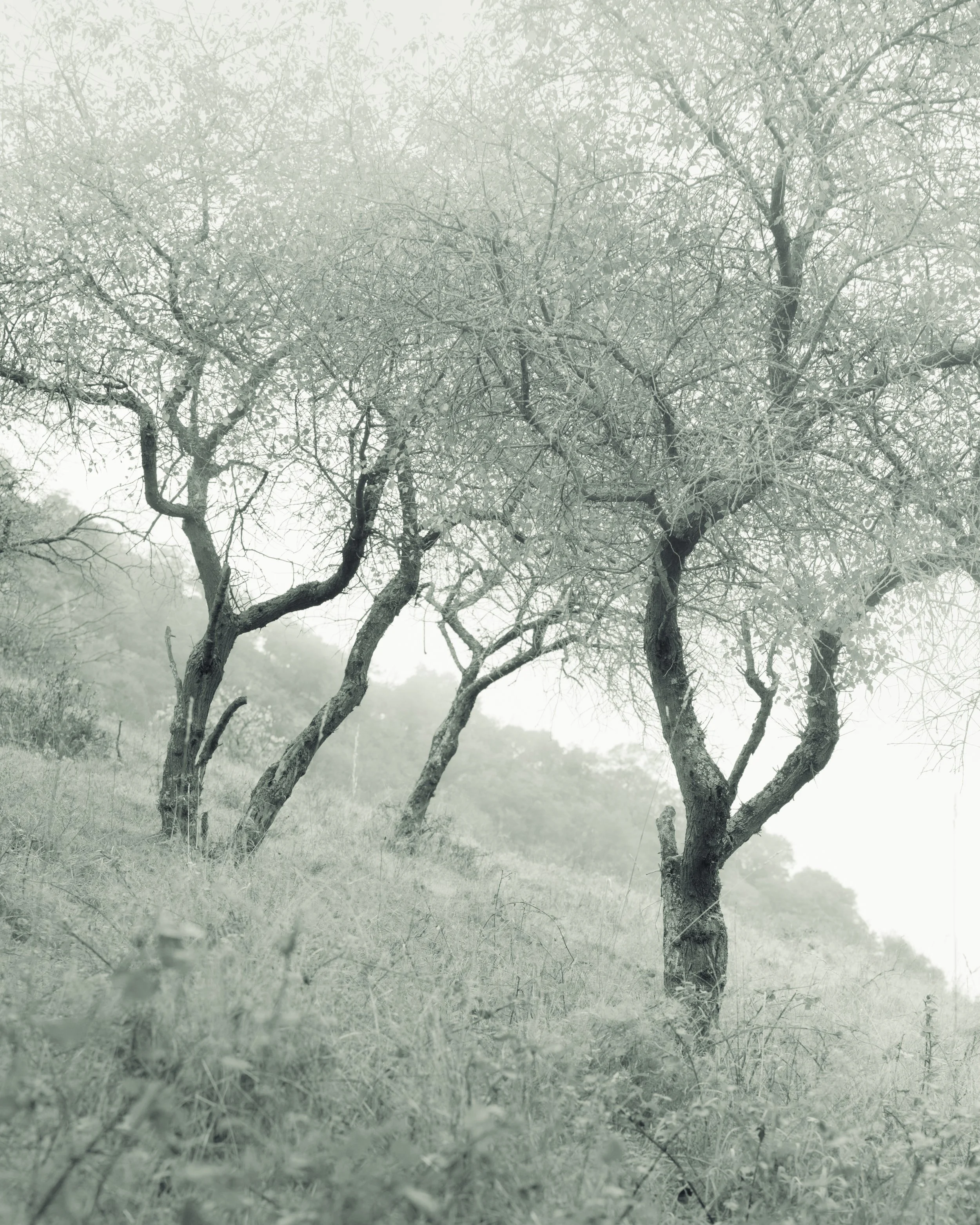 SP-trees-monochrome-7.jpg