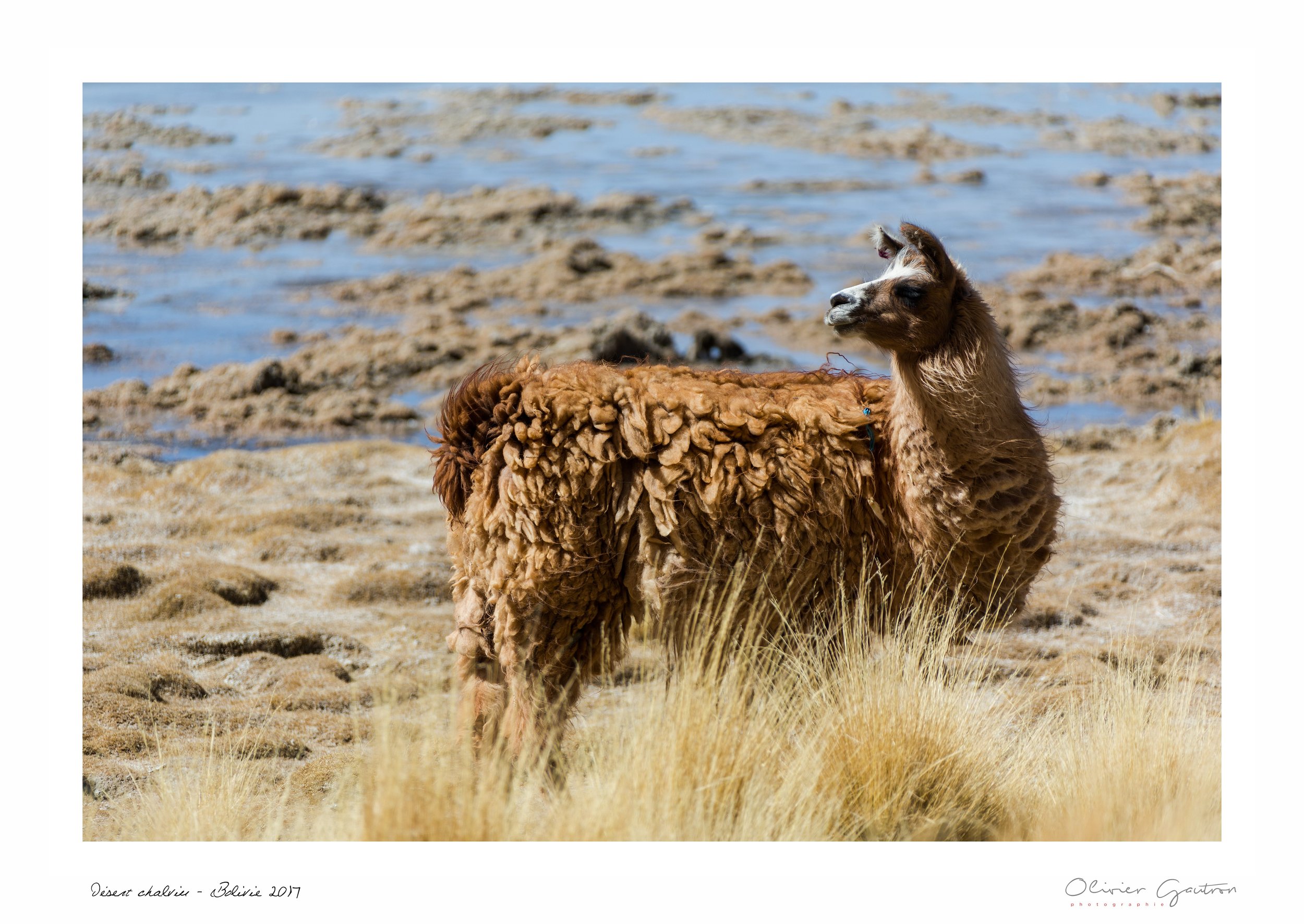 00303 pérou 2017.jpg