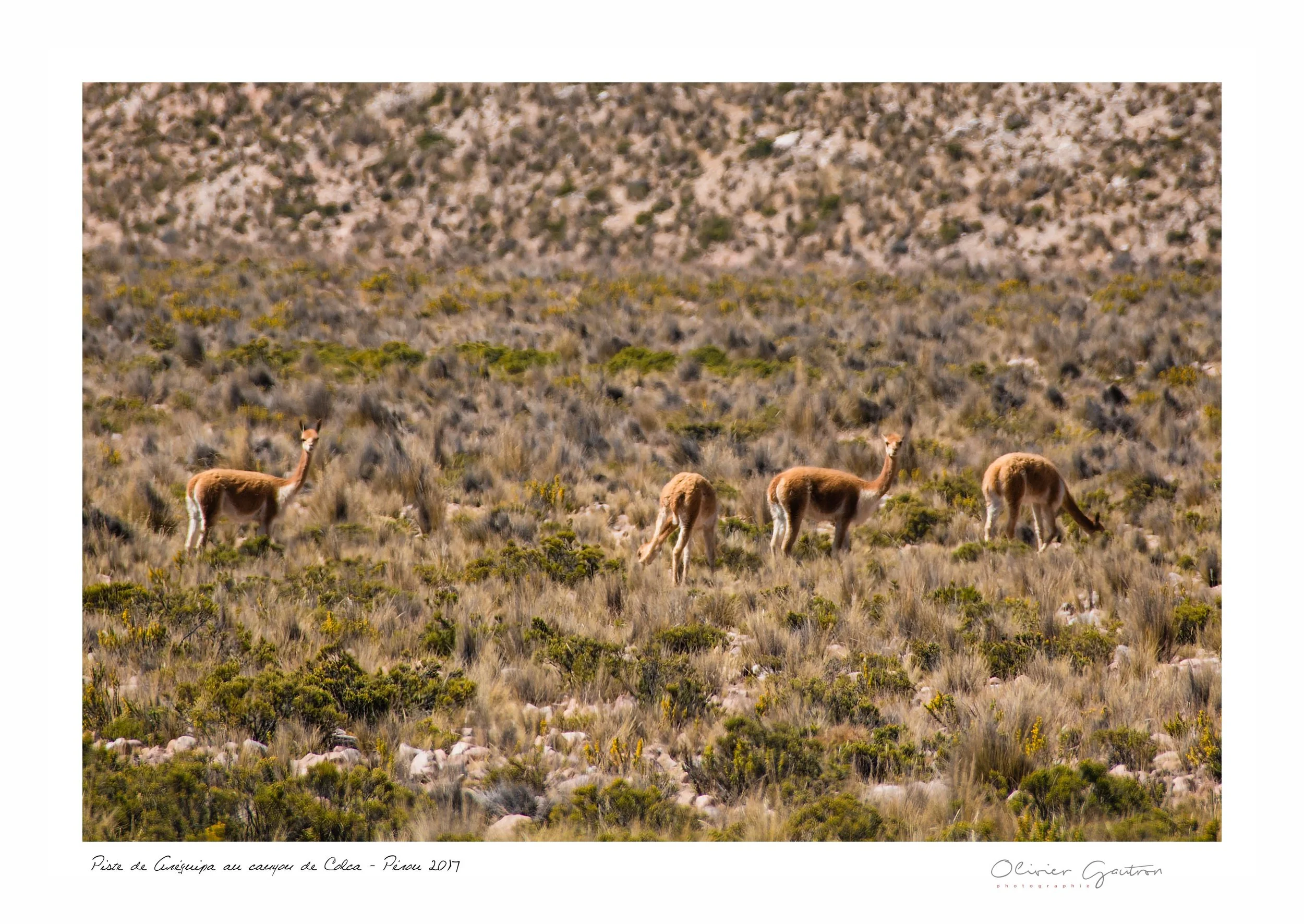 00031 pérou 2017.jpg