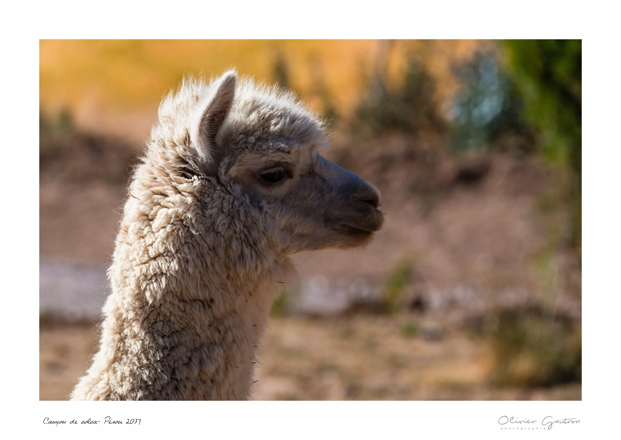 00050 pérou 2017.jpg