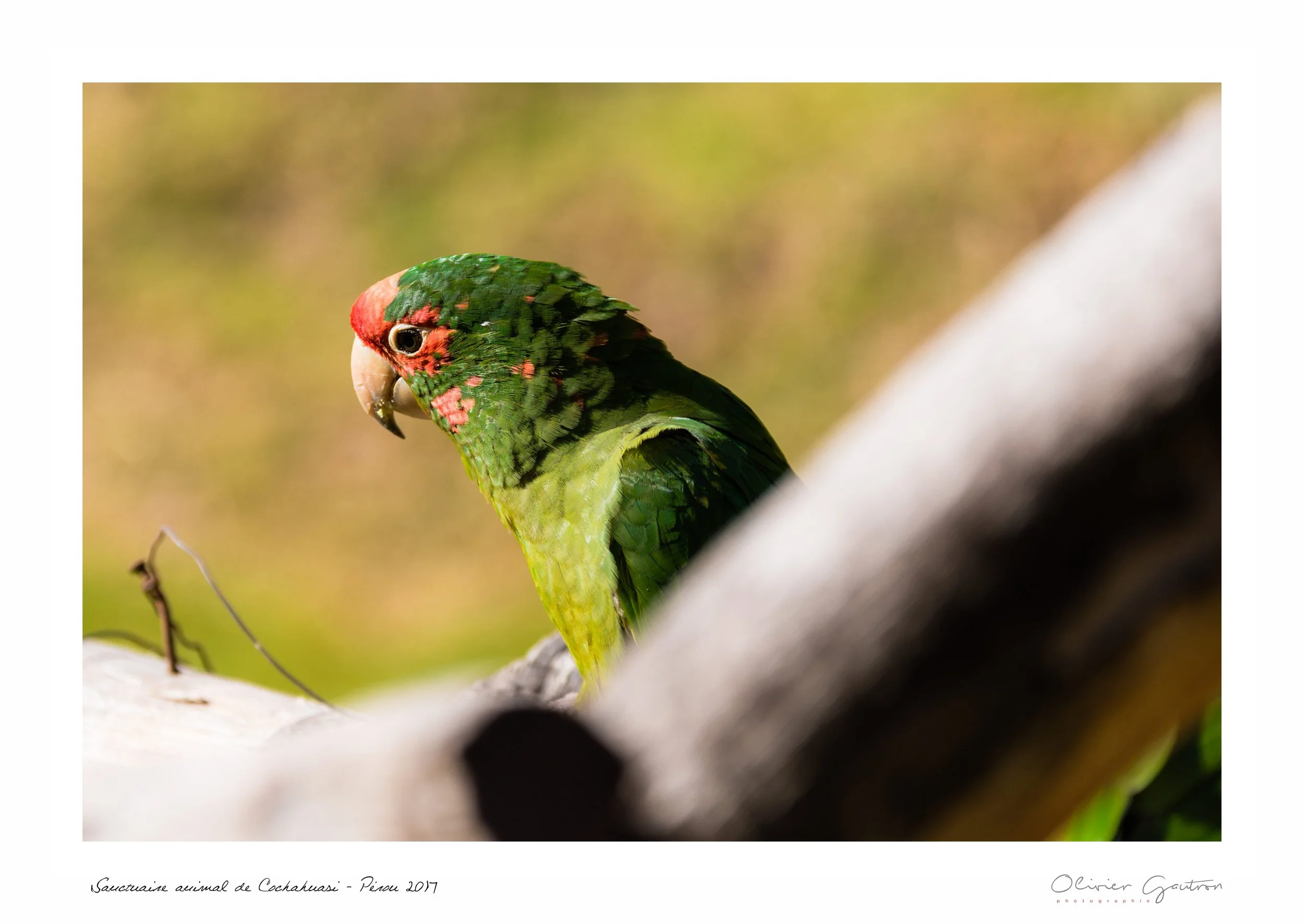 00331 pérou 2017.jpg