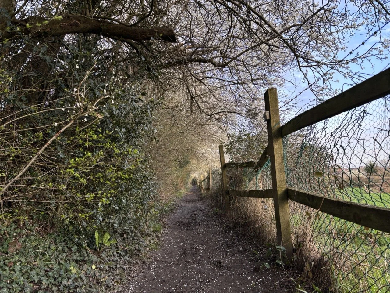 Muddle footpath lines by a wooden fence on one side and overhanging autumn trees on the other